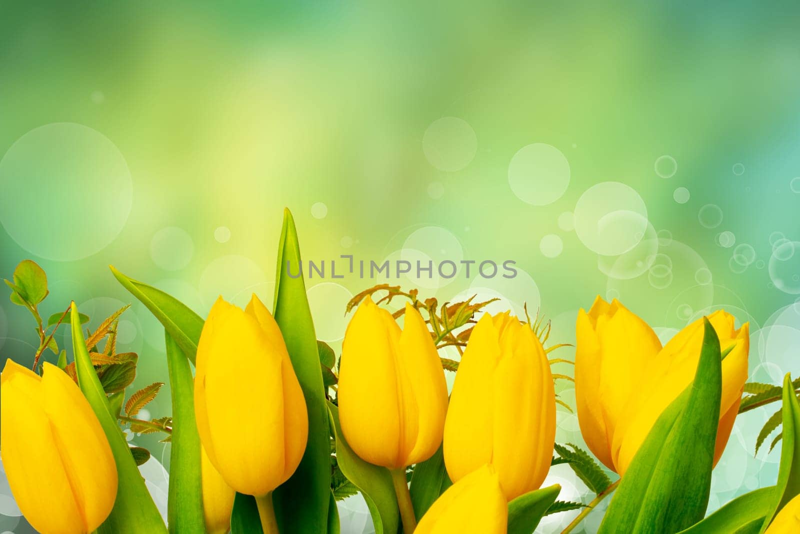 Greeting card template. Closeup of a fresh beautiful yellow tulips bouquet over abstract blurred green background. Space for text design. Spring, valentine, mothers or wedding day card. Macro.