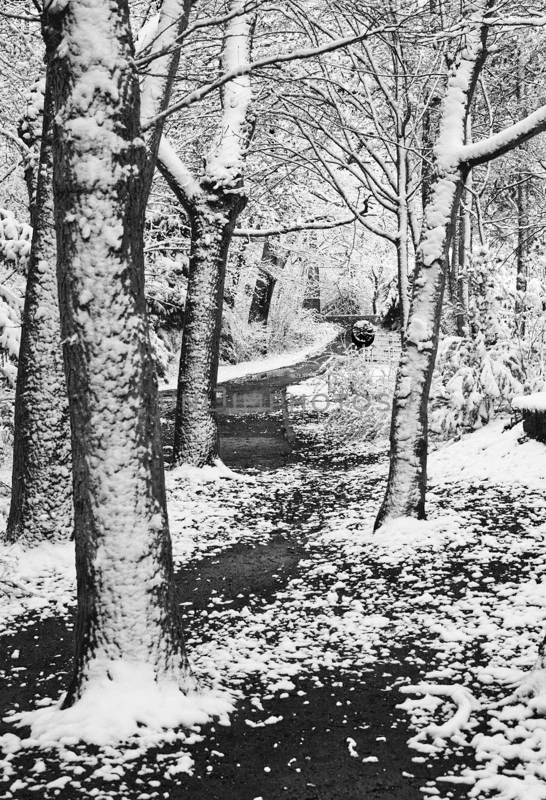 snow scenery showing trees covered with snow on both sides of a path, marking the trail to a round spot - leisure area. pleasure area in a park, black and white photography