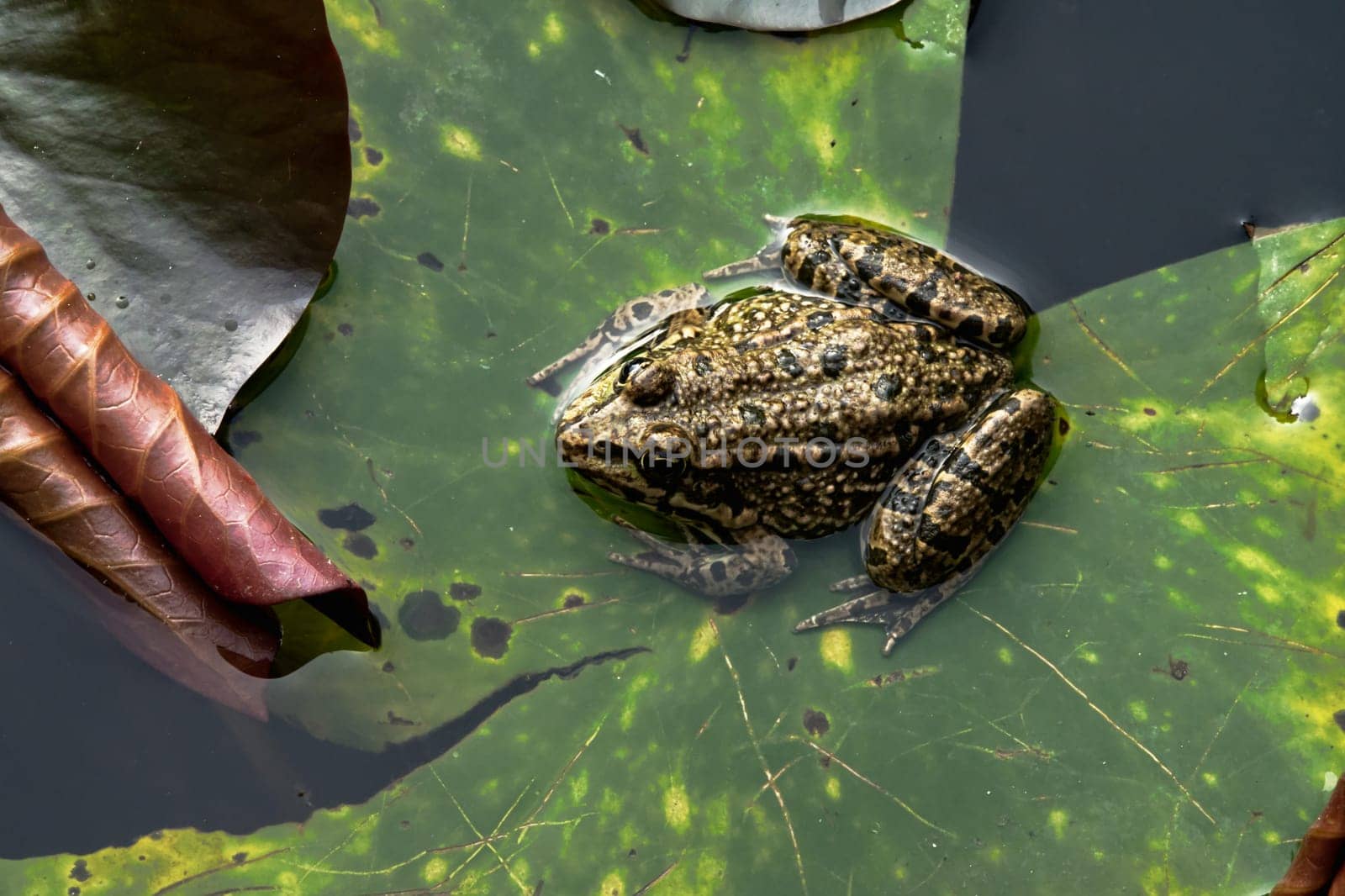 close-up view of a reptile sitting on a waterplant in a pond