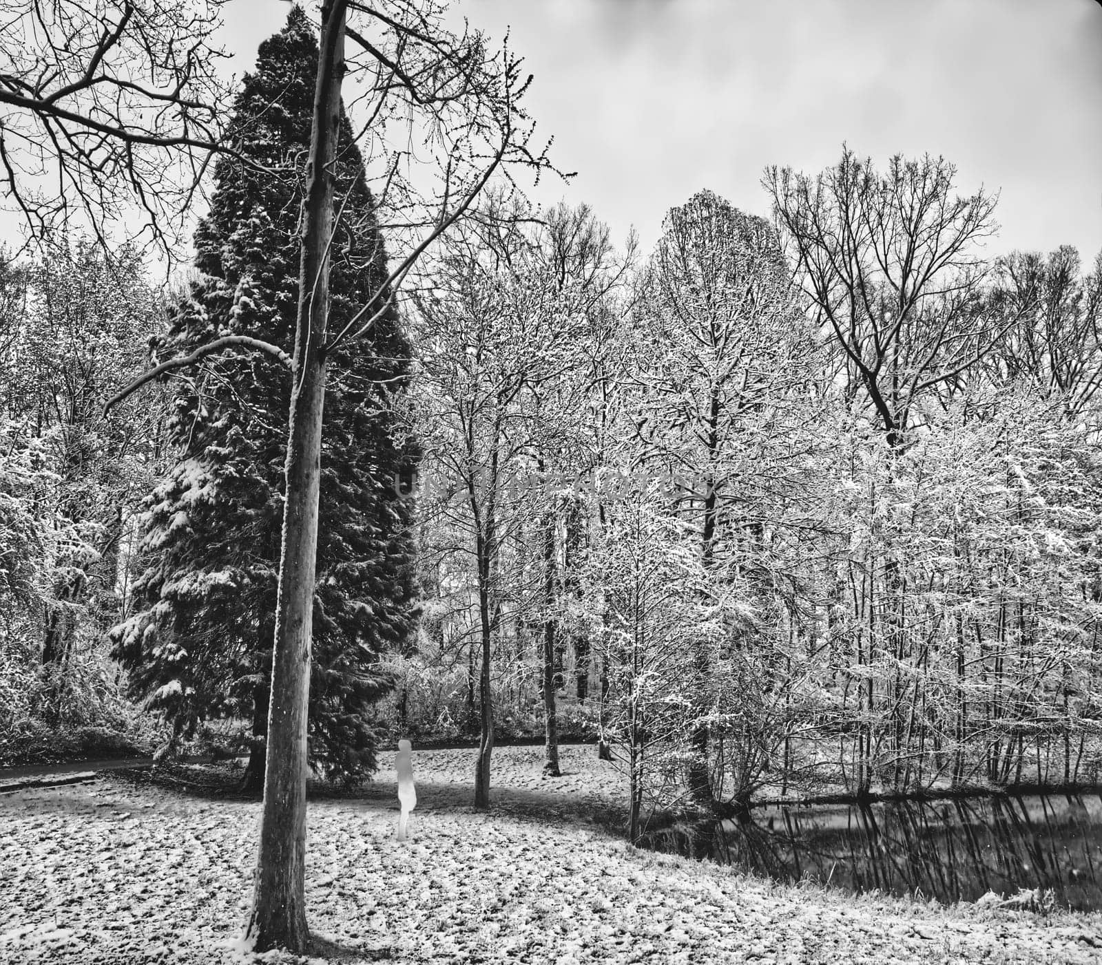 idyllic snow scenery with a tiny person/ woman surrounded by hugh trees on a snow white april day, digitally processed, black and white photography