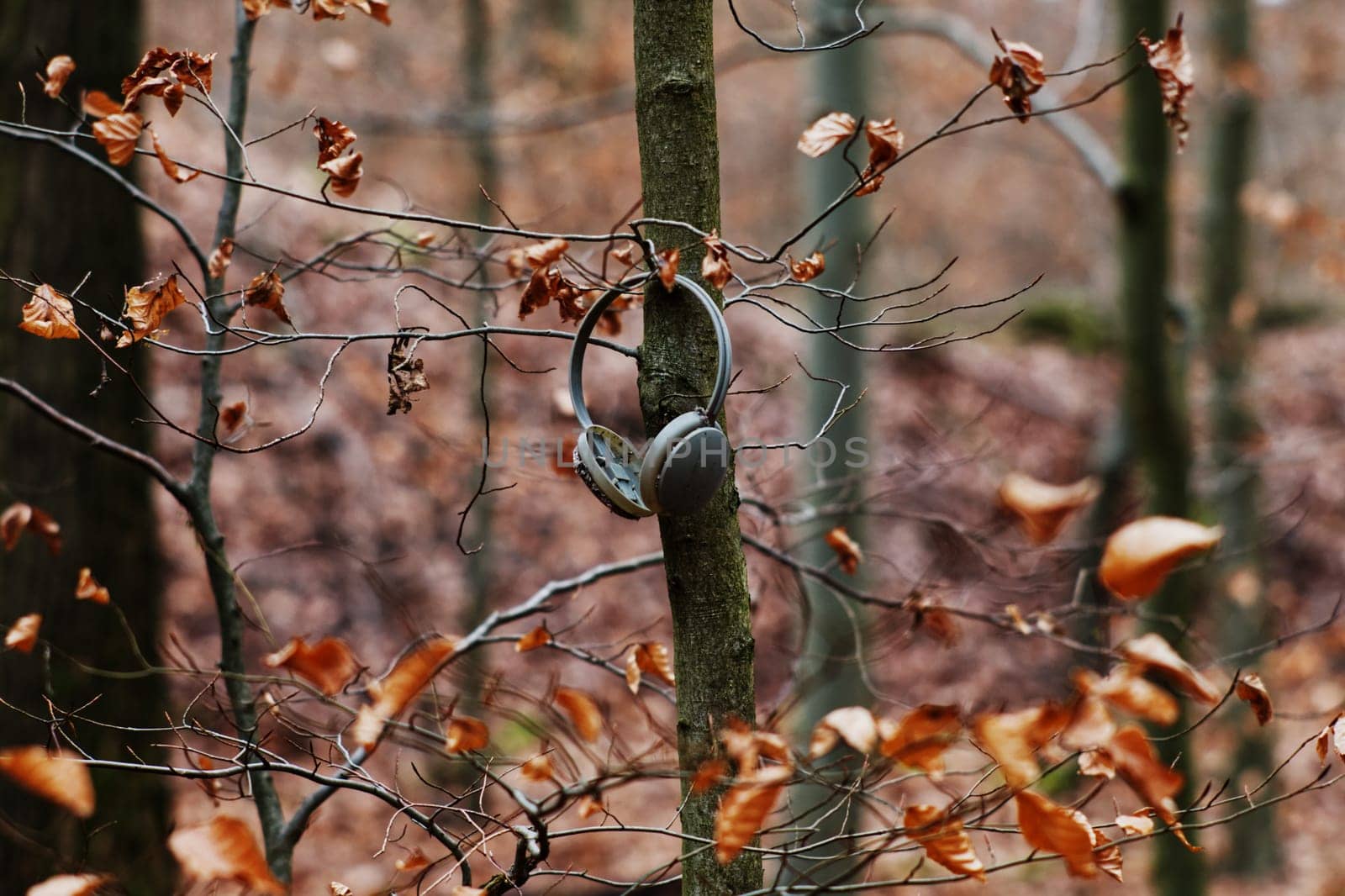 headphones hanging on a tree/ twig surrounded by colorful autumn leaves in a forest