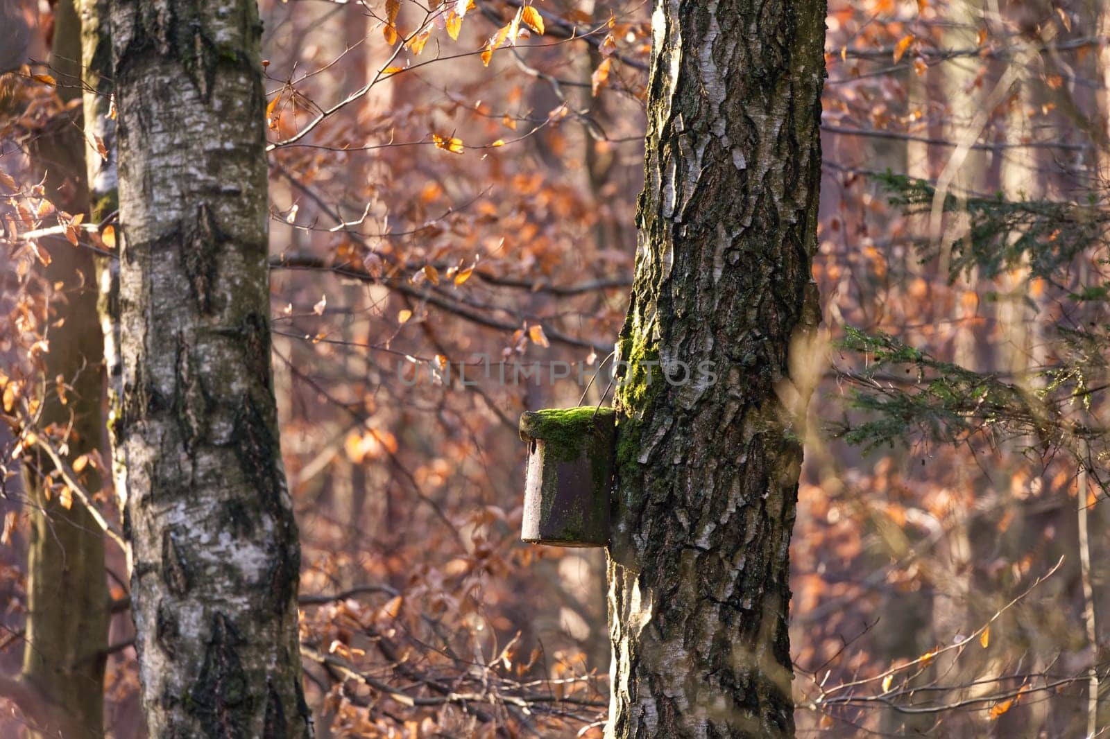 Birdhouse für singing birds on a tree in a forest in early springtime, autumnal colors, two big trees trunks