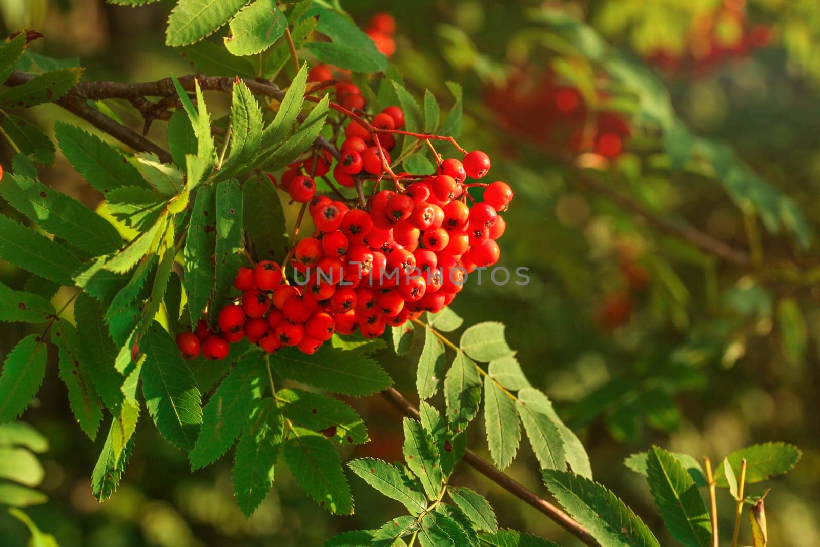 Rowan / mountain-ash berry (Sorbus aucuparia) bunch growing on tree branch