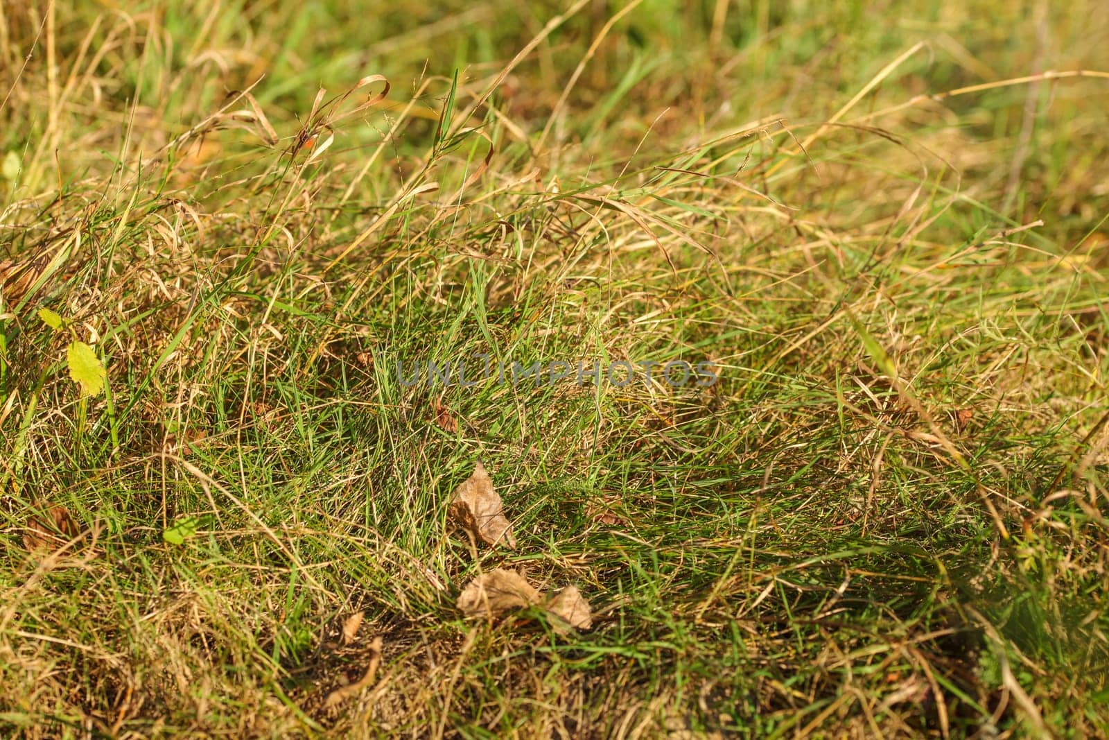 Closeup photo autumn grass, some leaves already brown, lit by afternoon sun. Abstract late summer background.
