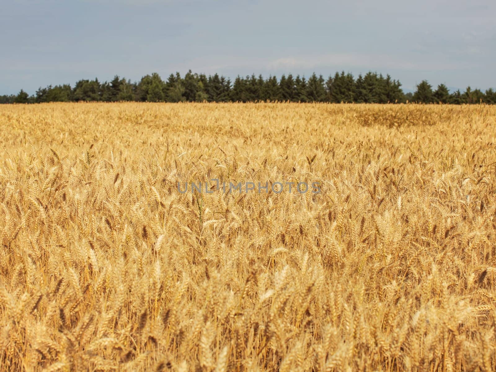 Golden wheat field lit by soft afternoon sun, small forest in background.