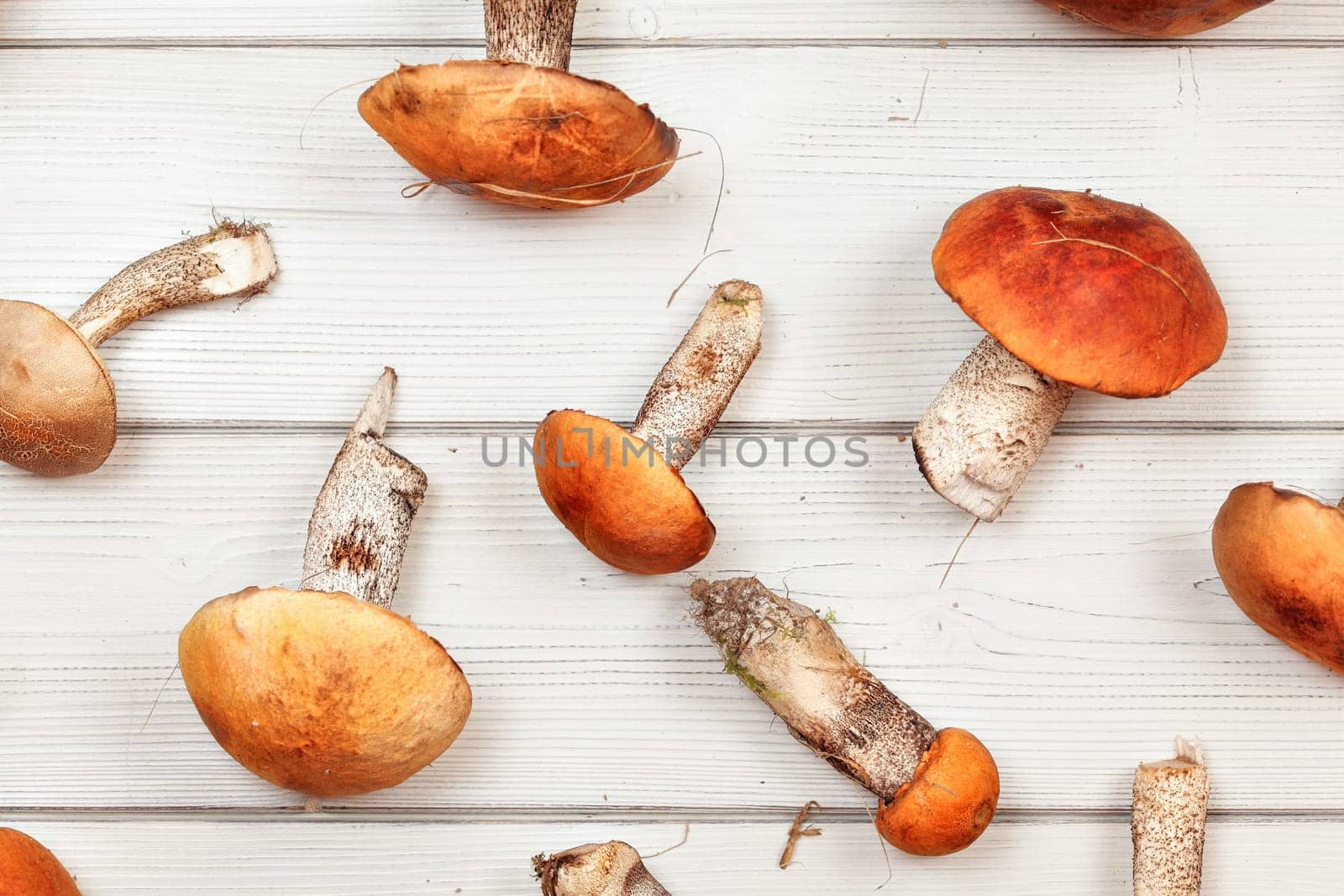Tabletop view - freshly harvested forest mushrooms, Red-capped scaber stalk (Leccinum aurantiacum / albostipitatum), on white wood boards.