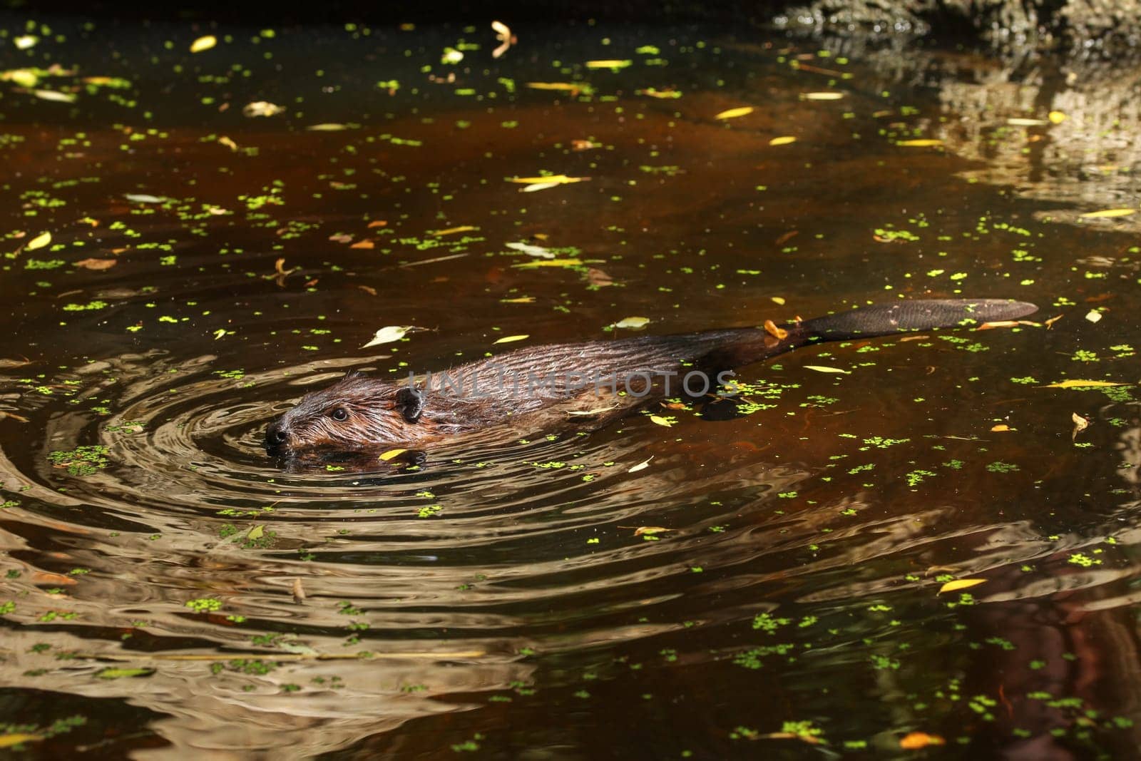 Eurasian beaver (Castor fiber) swimming in pond with tree leaves on water surface, only head, wet back and submerged tail visible...