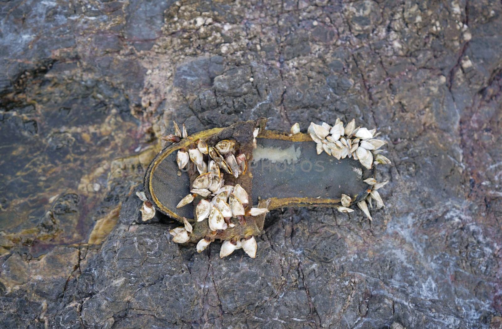 Slipper shoe covered with sea barnacles on the rock