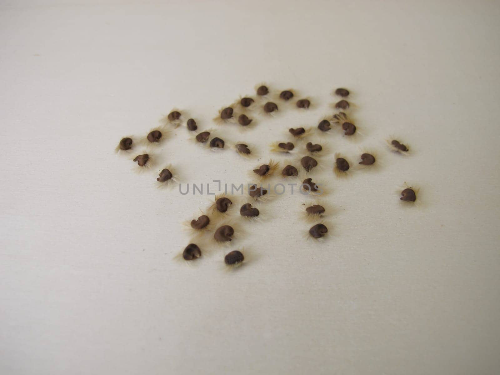 Self harvested hibiscus seeds on a wooden board