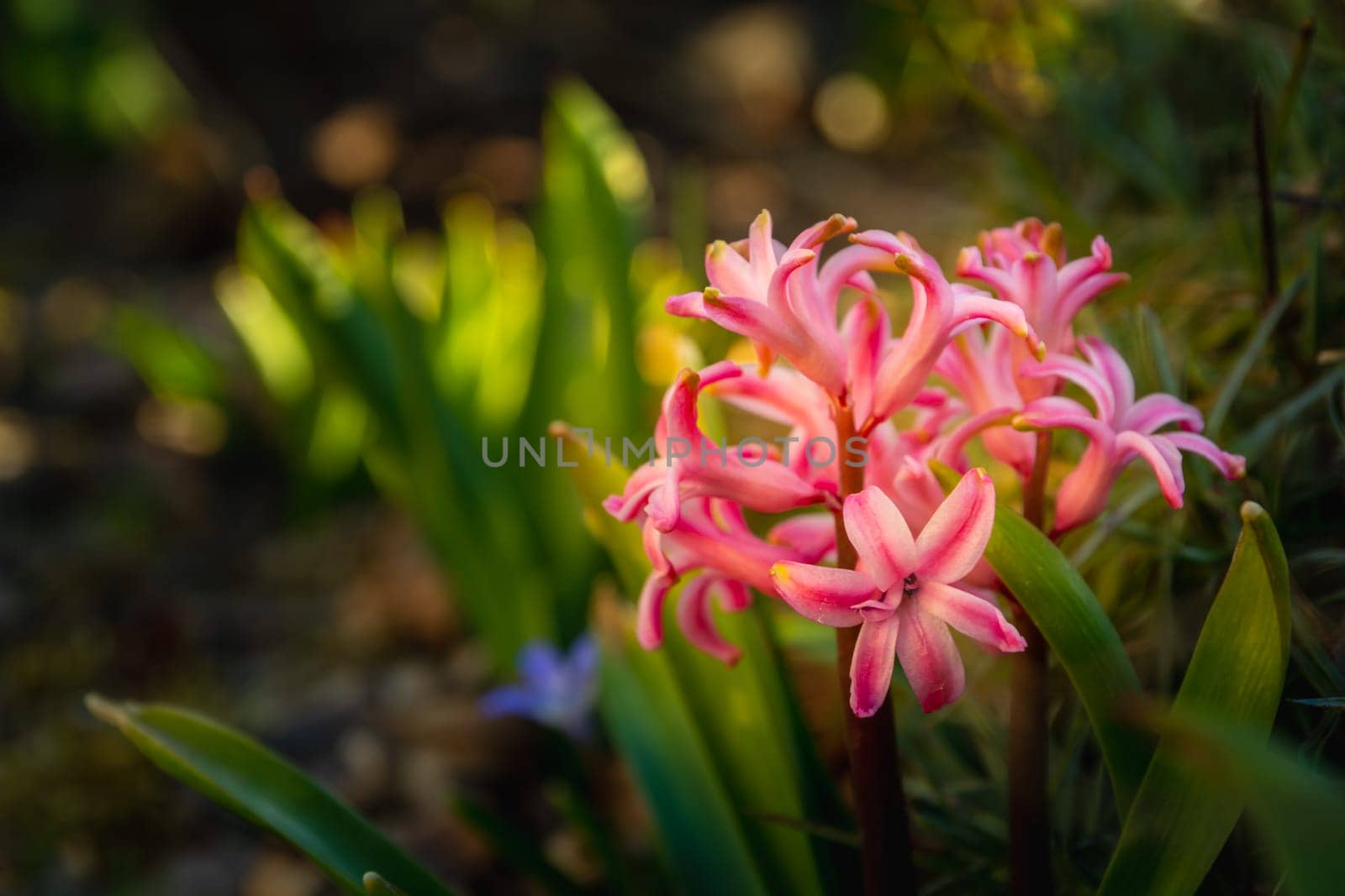Tiny pink garden flowers and green leaves