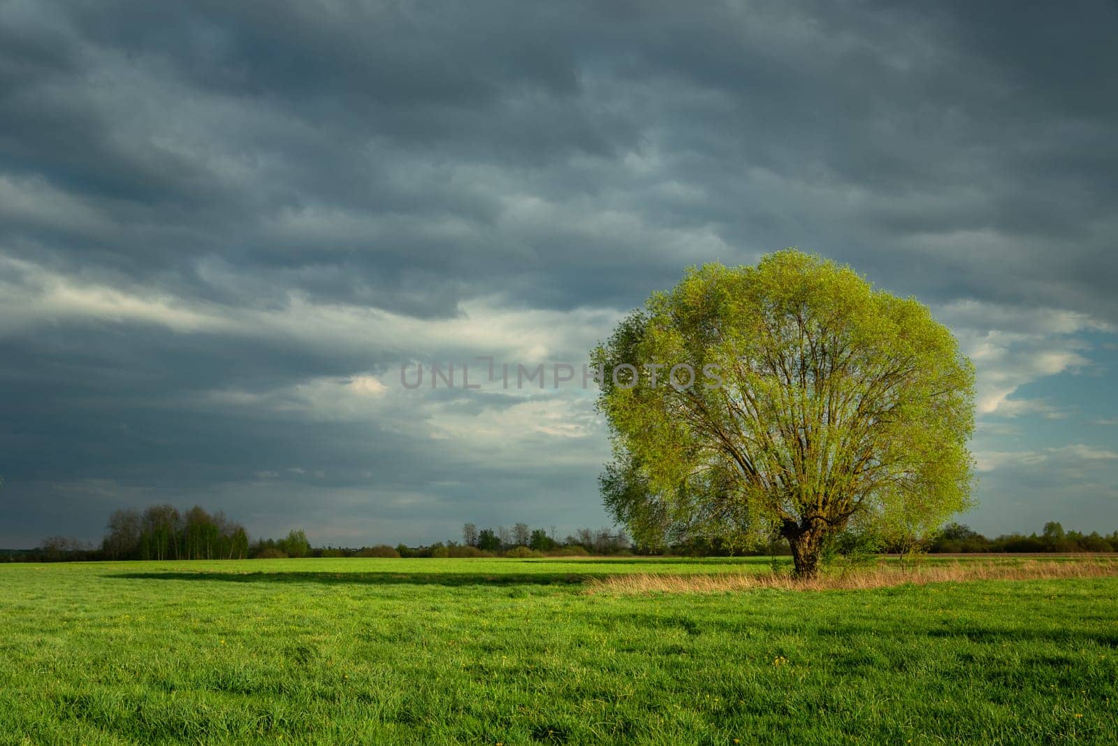 Large tree growing in a meadow and cloudy sky, Nowiny, Lubelskie, Poland