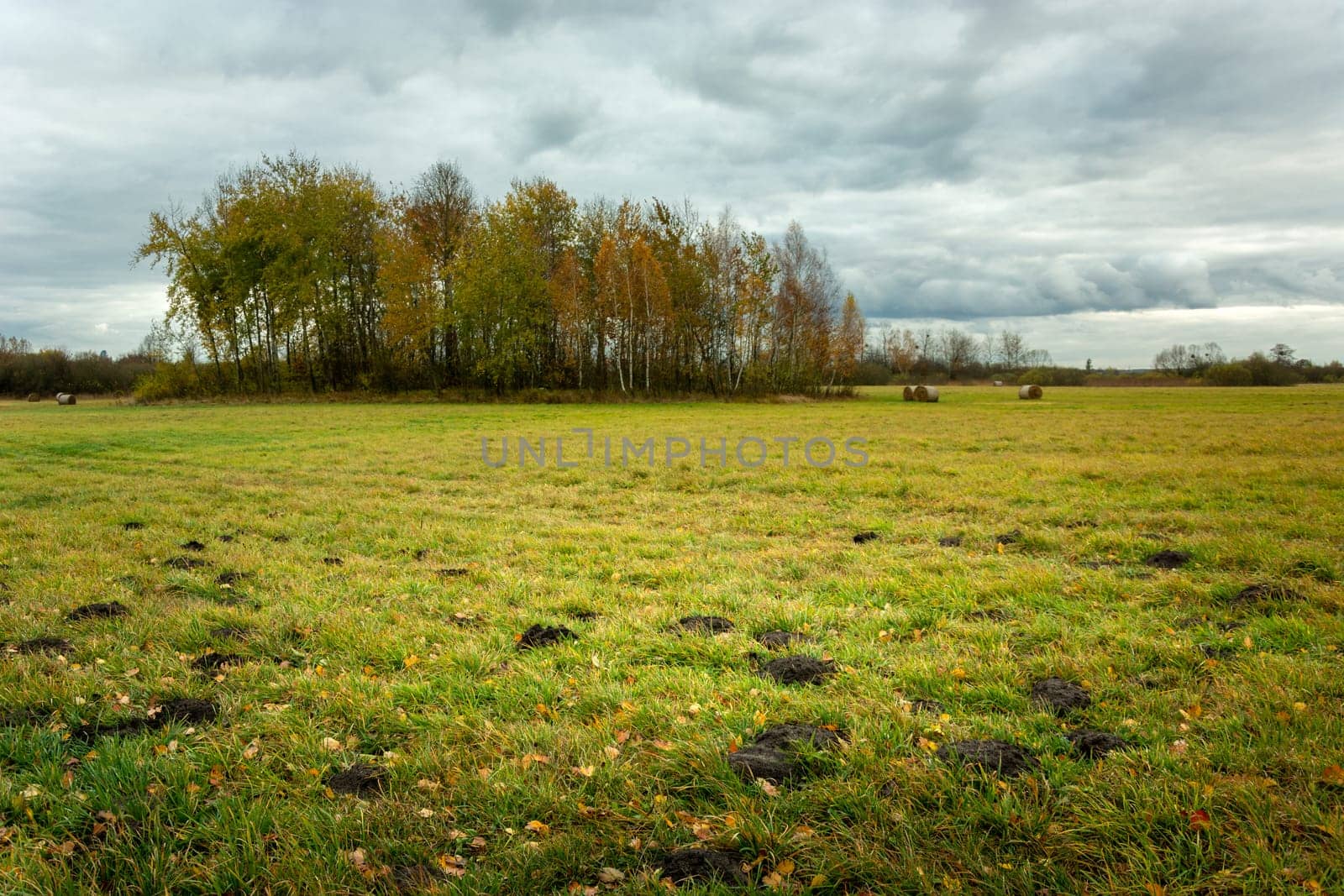 Meadow and grove with trees on an autumn day, Nowiny, Poland