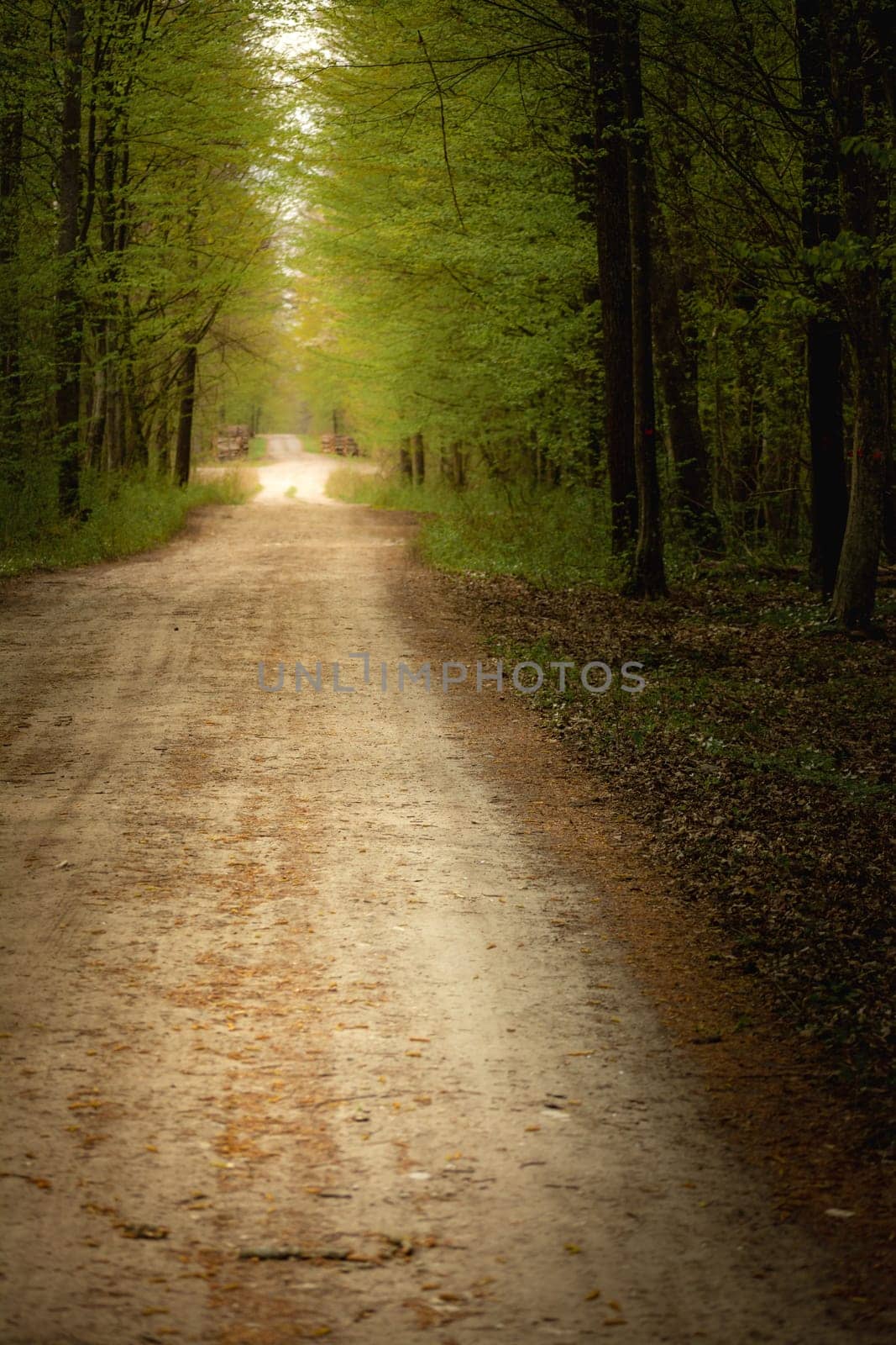 A straight dirt road through the forest, Nowiny, Lubelskie, Poland