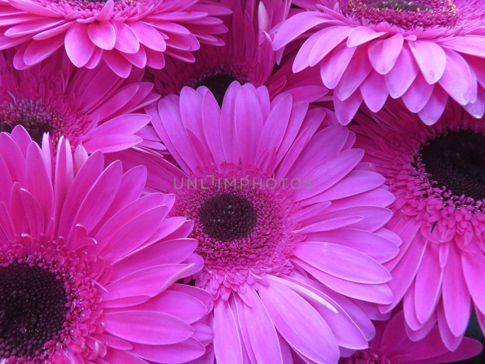 beautiful natural flowers aromatic spring romanticism gift