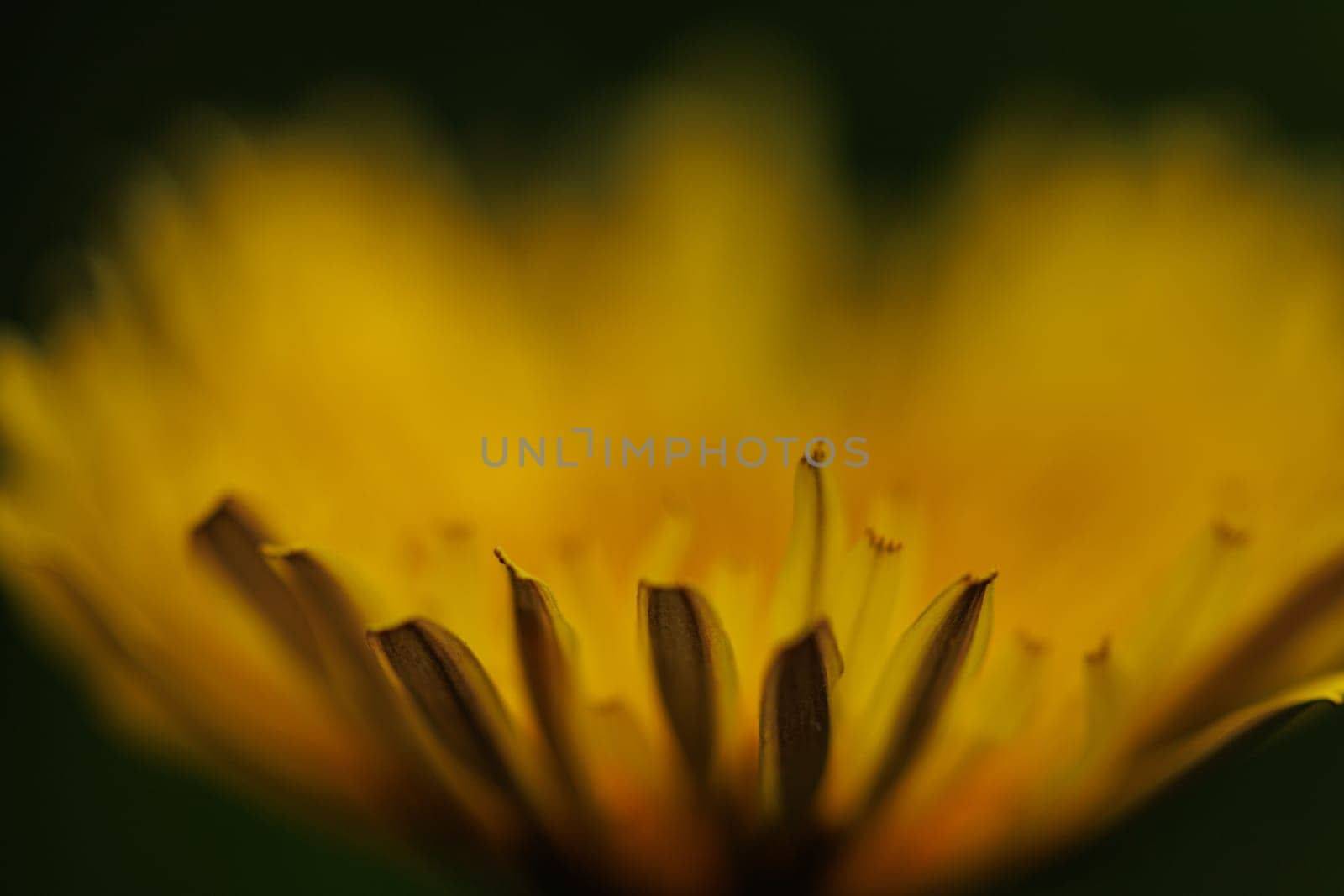 Beautiful Spring Nature Background and dandelion flower.Abstract Macro Photography.Artistic closeup concept.Web Banner for design and website. Amazing Colorful Wallpaper. Orange and Yellow Colors