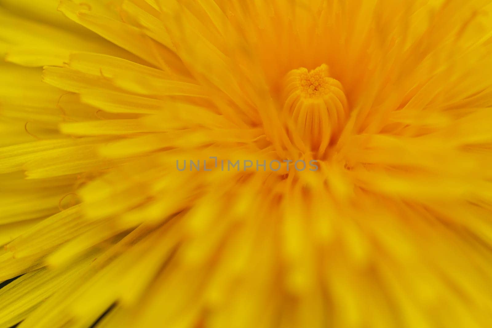 Beautiful Spring Nature Background and dandelion flower.Abstract Macro Photography.Artistic closeup concept.Web Banner for design and website. Amazing Colorful Wallpaper. Orange and Yellow Colors