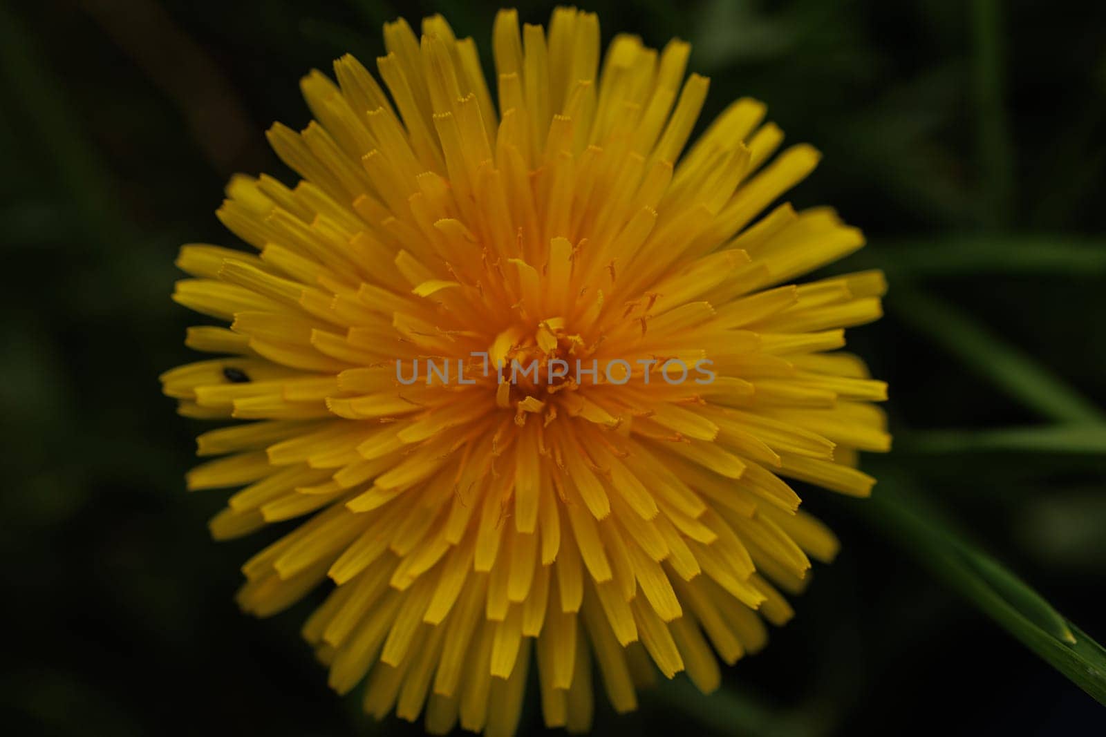 Beautiful Spring Nature Background and dandelion flower.Abstract Macro Photography.Artistic closeup concept.Web Banner for design and website. Amazing Colorful Wallpaper. Orange and Yellow Colors