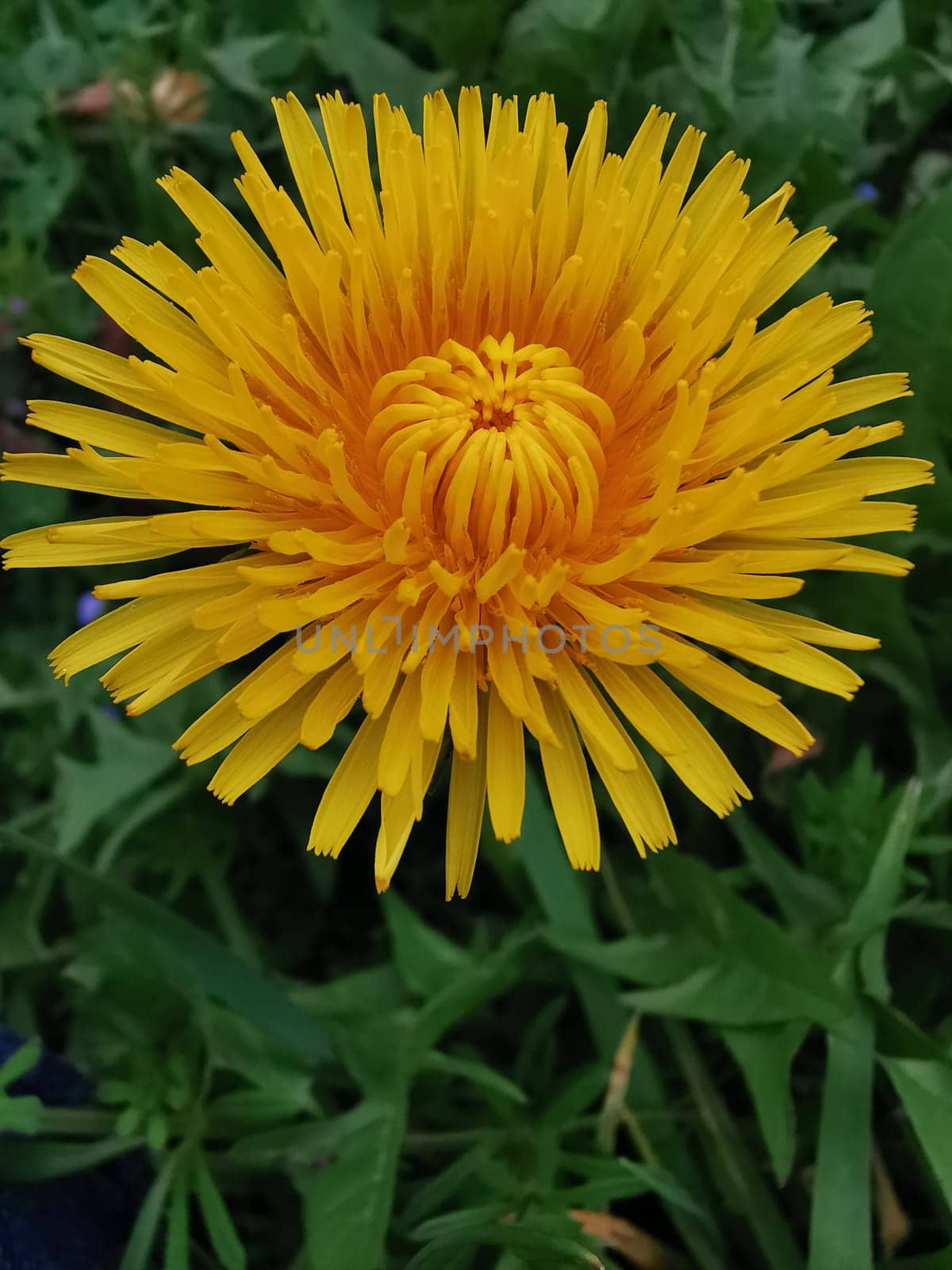 Beautiful Spring Nature Background and dandelion flower.Abstract Macro Photography.Artistic closeup concept.Web Banner for design and website. Amazing Colorful Wallpaper. Orange and Yellow Colors