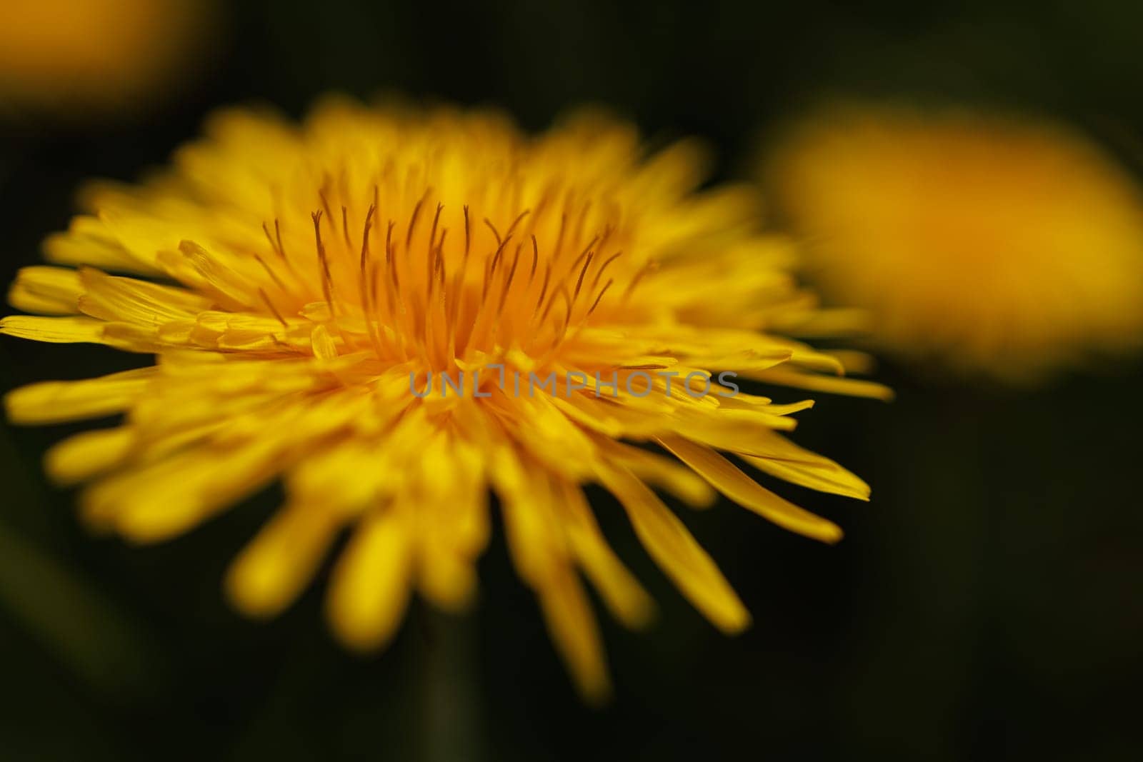 Beautiful Spring Nature Background and dandelion flower.Abstract Macro Photography.Artistic closeup concept.Web Banner for design and website. Amazing Colorful Wallpaper. Orange and Yellow Colors