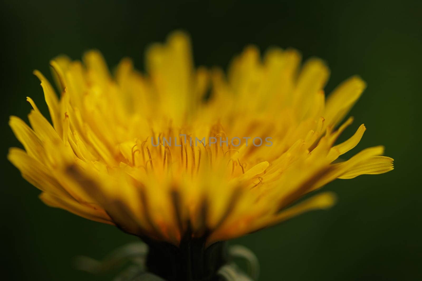 Beautiful Spring Nature Background and dandelion flower.Abstract Macro Photography.Artistic closeup concept.Web Banner for design and website. Amazing Colorful Wallpaper. Orange and Yellow Colors