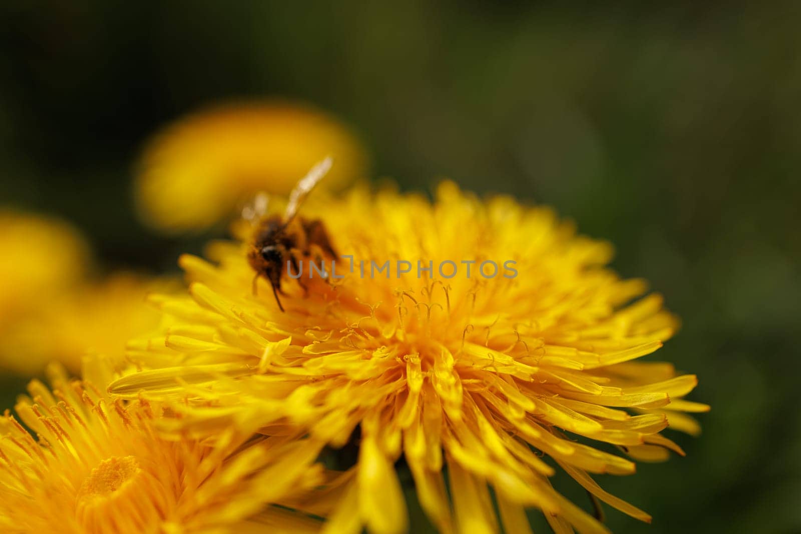 Beautiful Spring Nature Background and dandelion flower.Abstract Macro Photography.Artistic closeup concept.Web Banner for design and website. Amazing Colorful Wallpaper. Orange and Yellow Colors