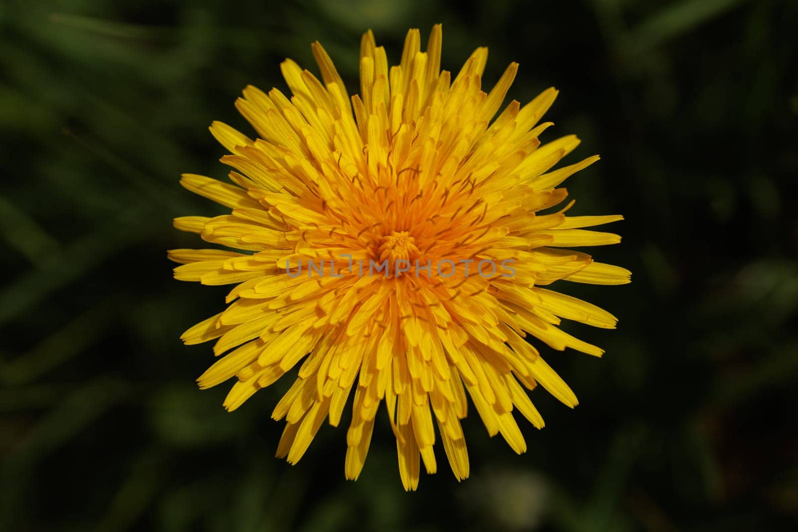 Beautiful Spring Nature Background and dandelion flower.Abstract Macro Photography.Artistic closeup concept.Web Banner for design and website. Amazing Colorful Wallpaper. Orange and Yellow Colors