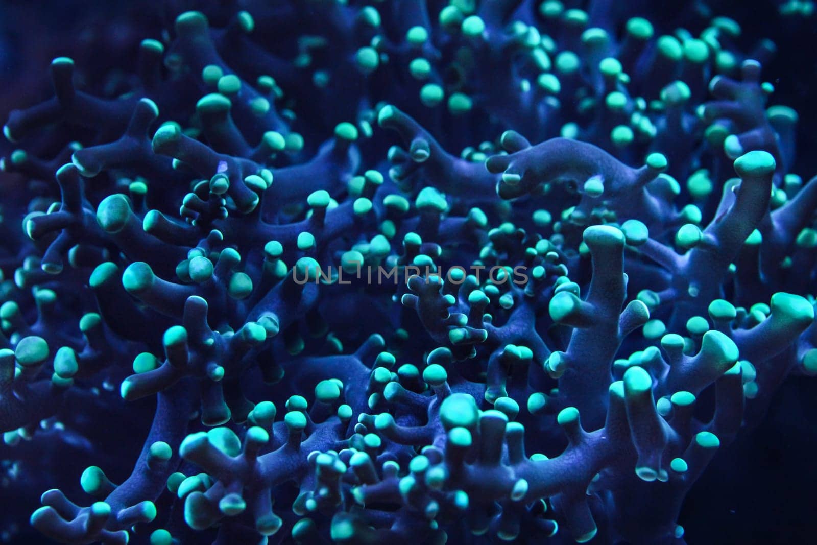 Underwater photo, close up of blue coral emiting fluorescent light in dark. Abstract marine background.