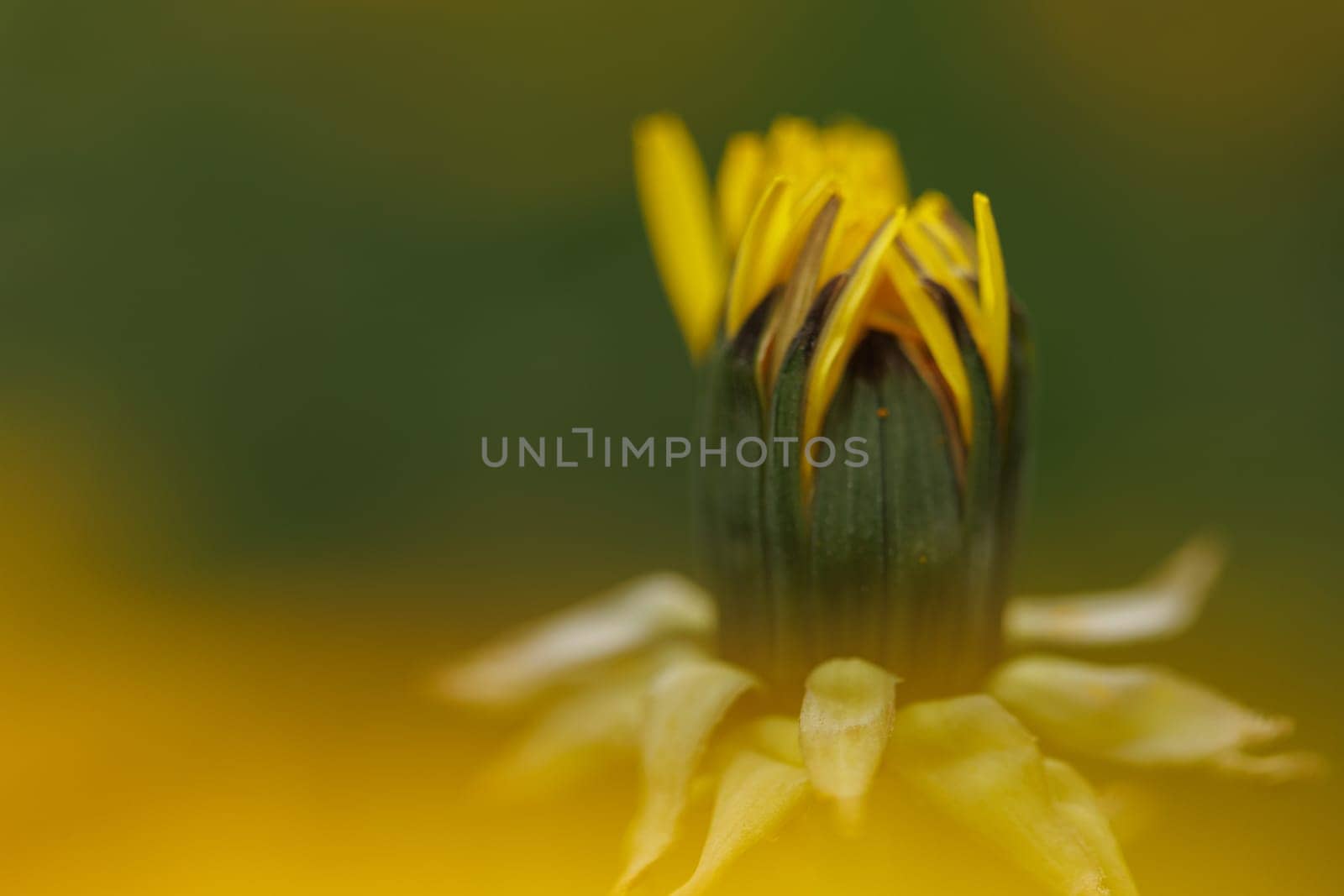 Beautiful Spring Nature Background and dandelion flower.Abstract Macro Photography.Artistic closeup concept.Web Banner for design and website. Amazing Colorful Wallpaper. Orange and Yellow Colors