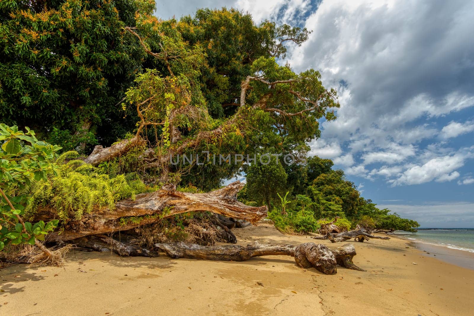 wild paradise beach in Masoala, Madagascar, Africa Wilderness, beautiful nature wilderness landscape