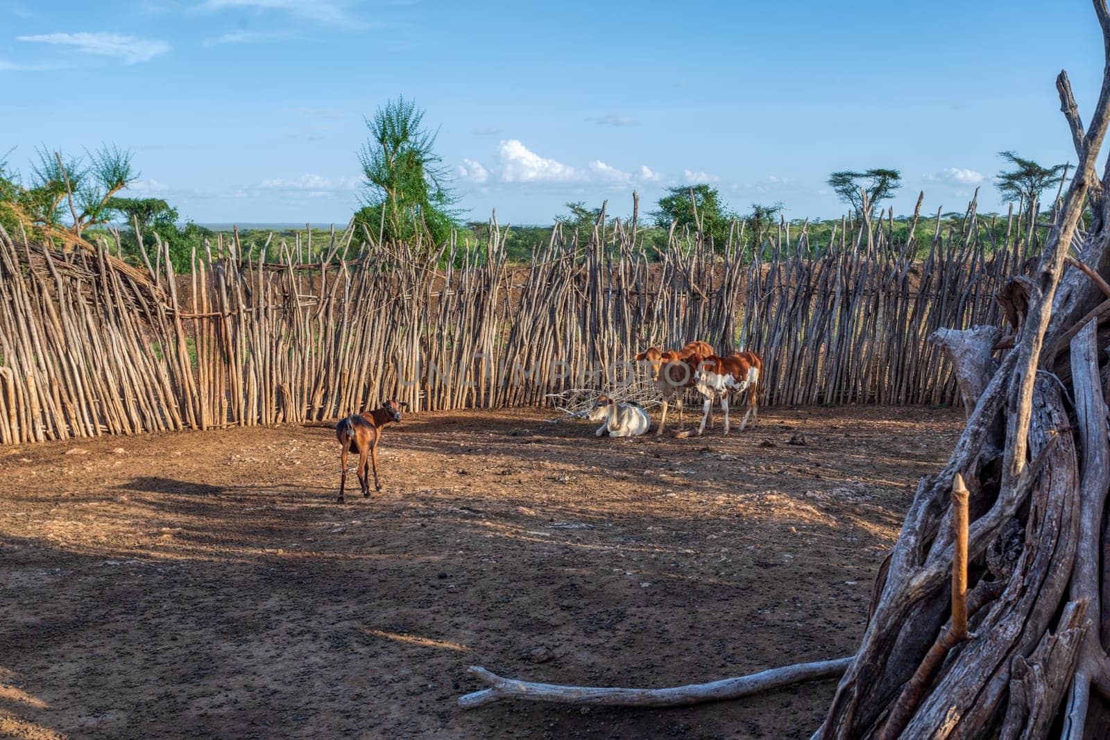 Traditional cattle pen in Hamar Village. The Hamars are the original tribe in southwestern Ethiopia, Africa. They are largely pastoralists, so their culture places a high value on cattle