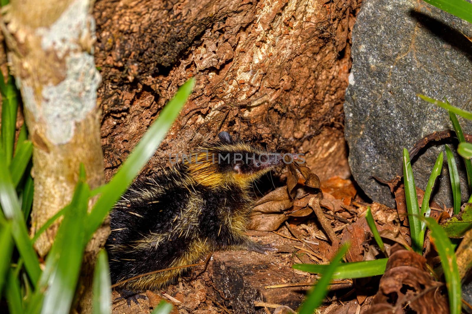 endemic animal Streaked Tenrec, Hemicentetes semispinosus, in defensive posture in the rainforest of Masoala, Madagascar. Wildlife