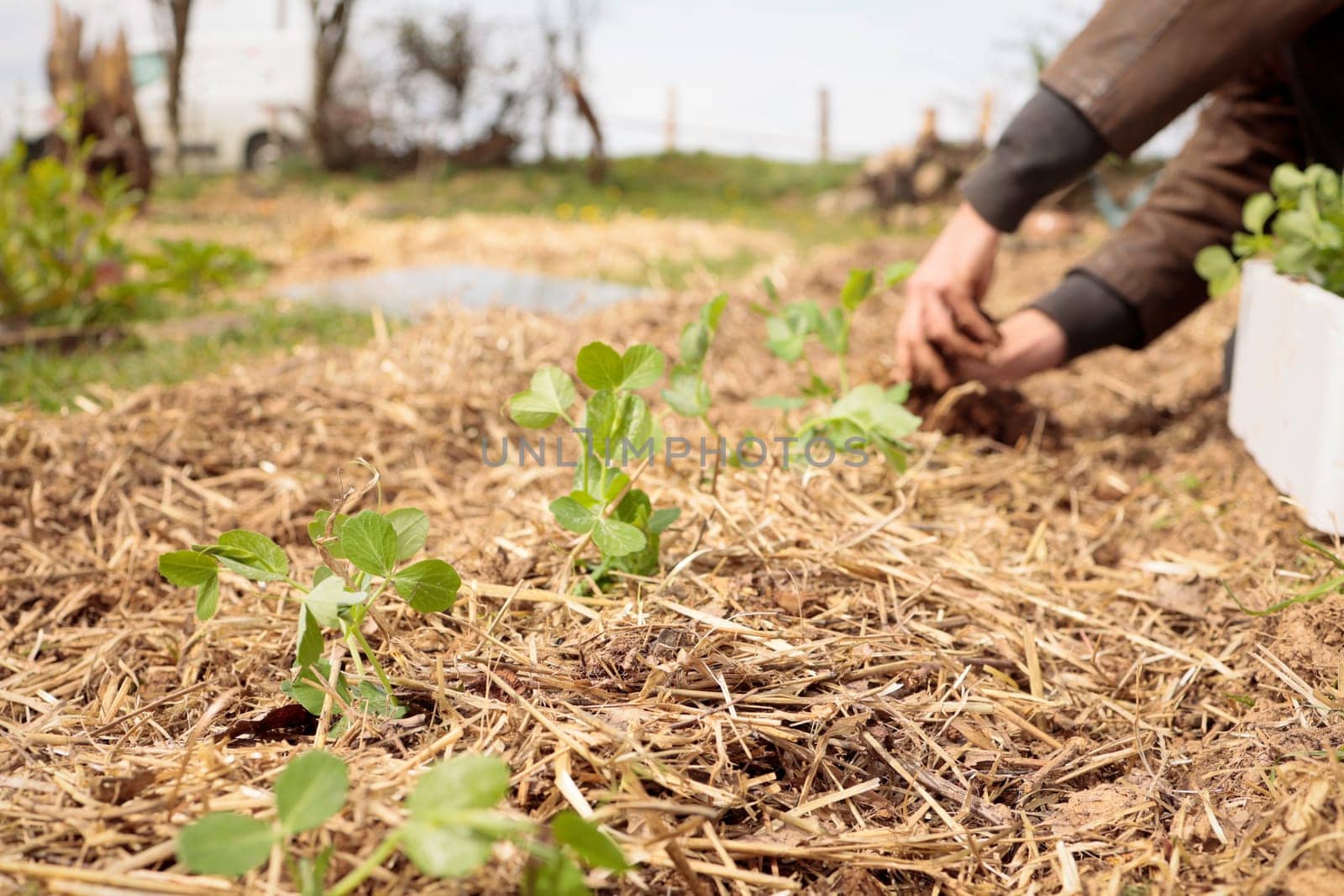 Organic garden. Planting fresh plants in permaculture agriculture