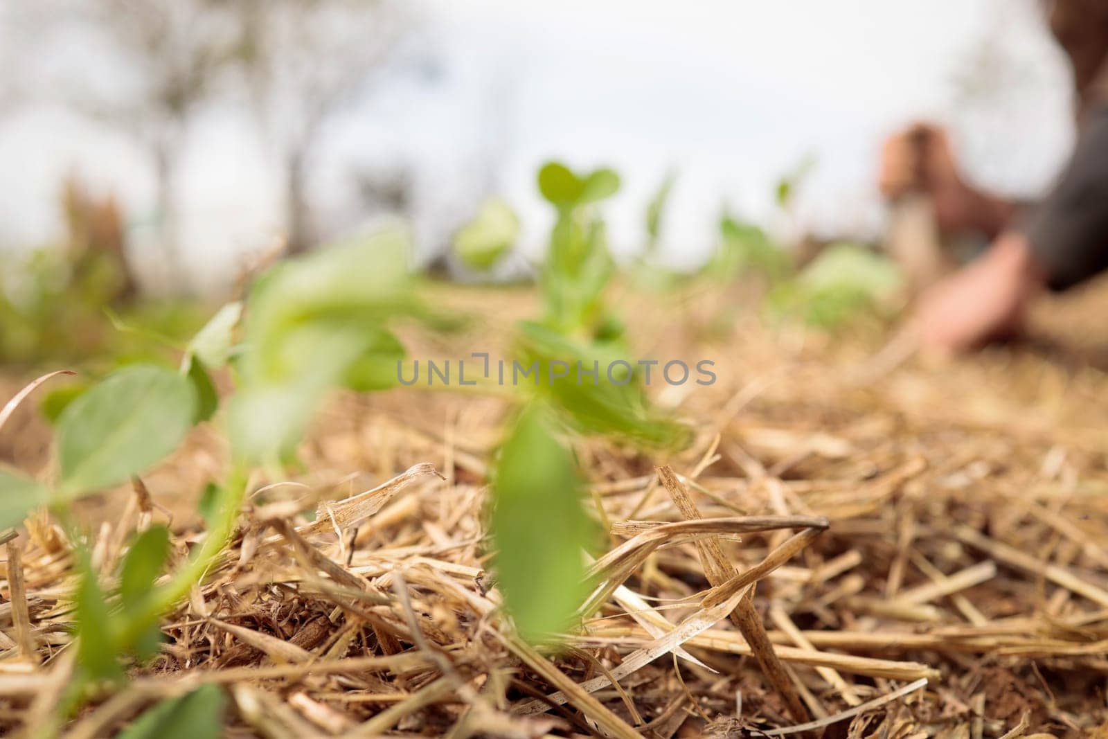 Organic garden. Planting fresh plants in permaculture agriculture