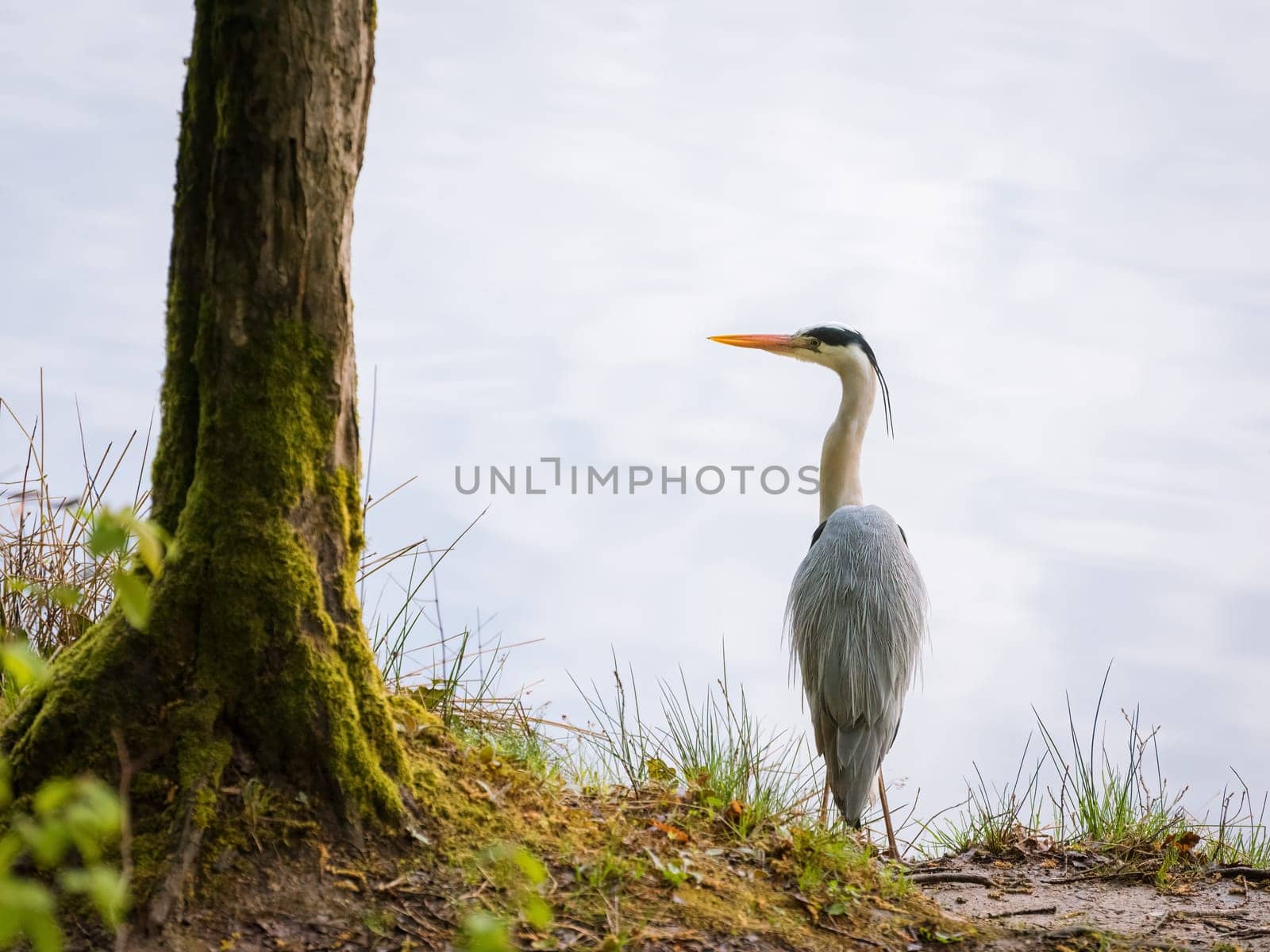 Great blue heron on the shore