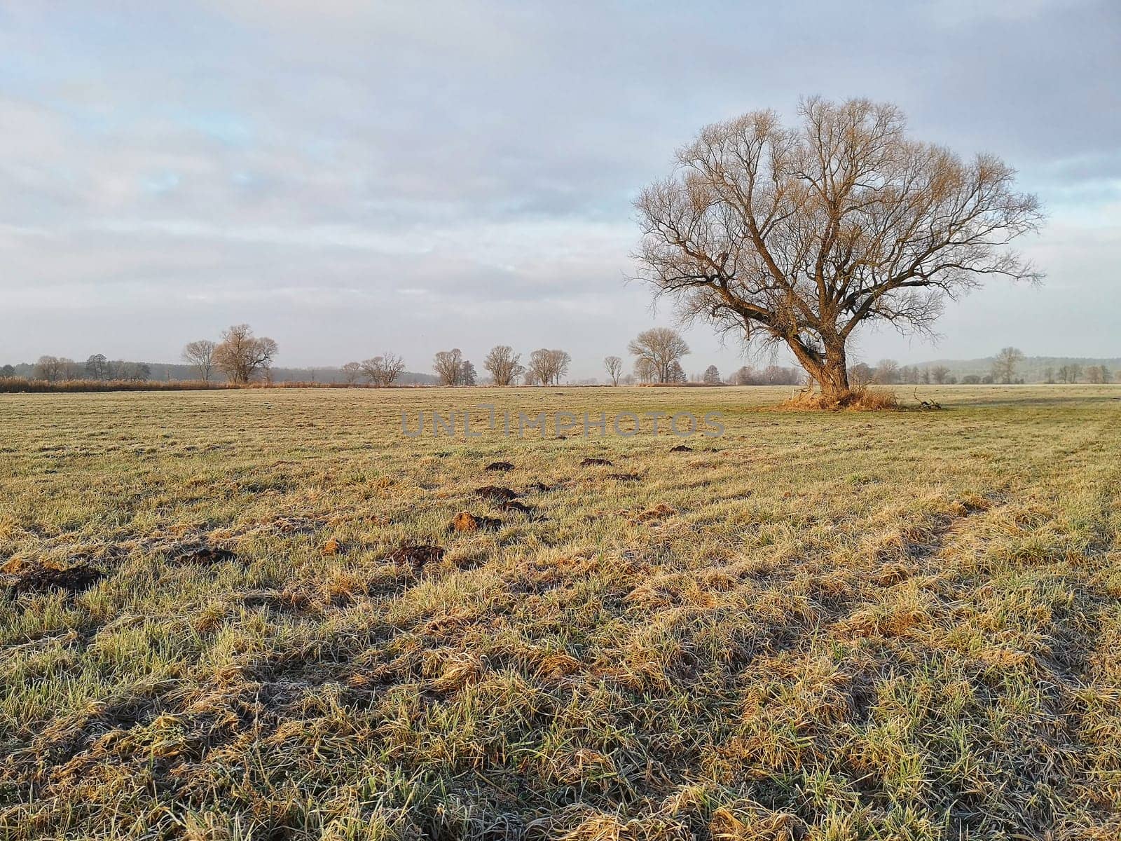 lonely tree on field in winter