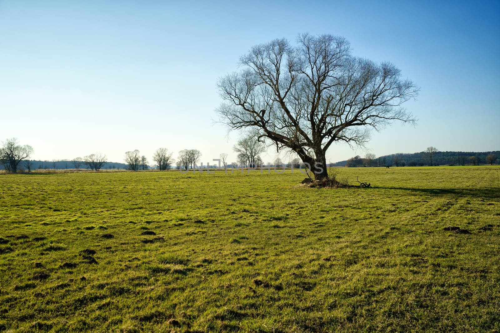 lonely tree on field in winter