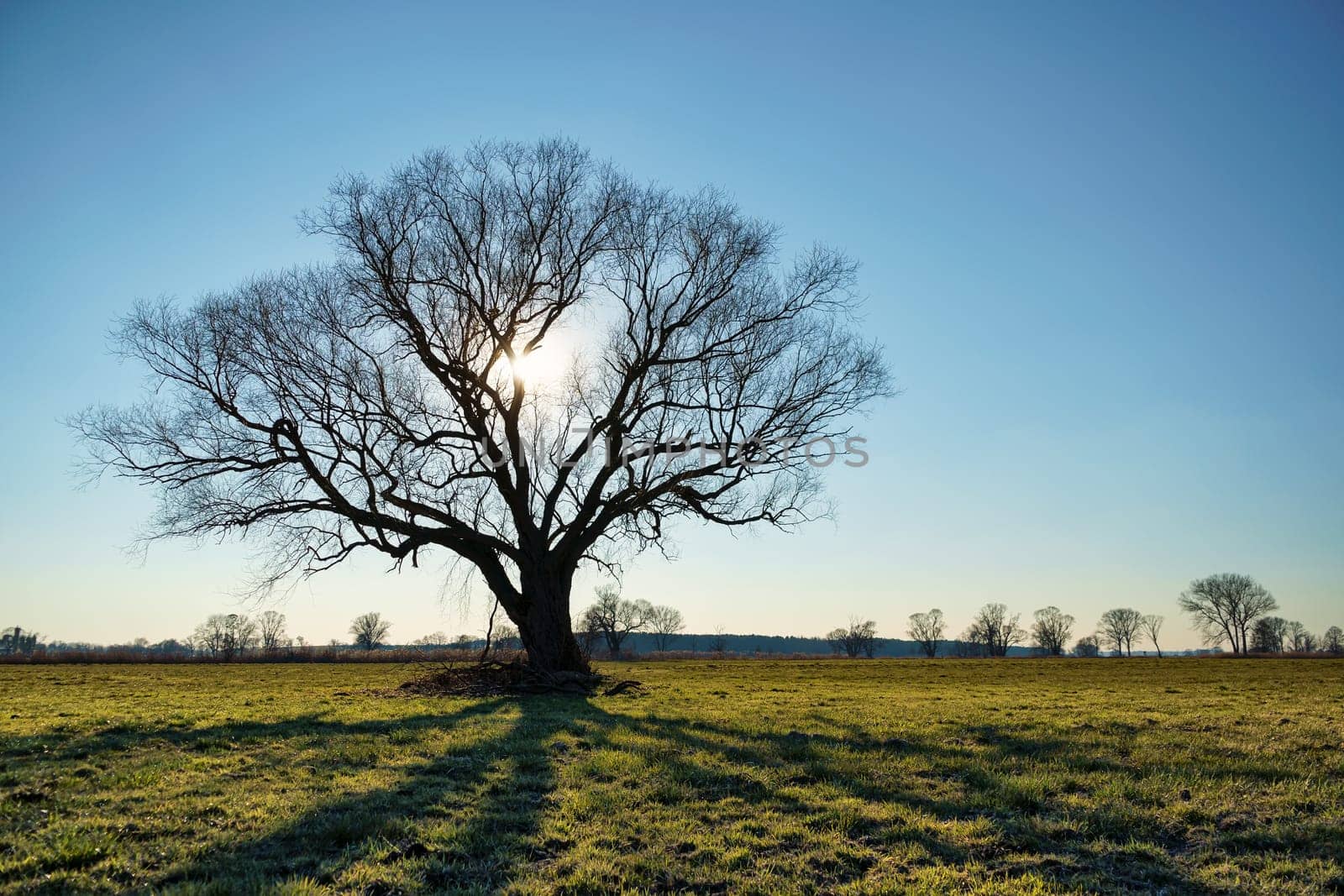 lonely tree on field in winter