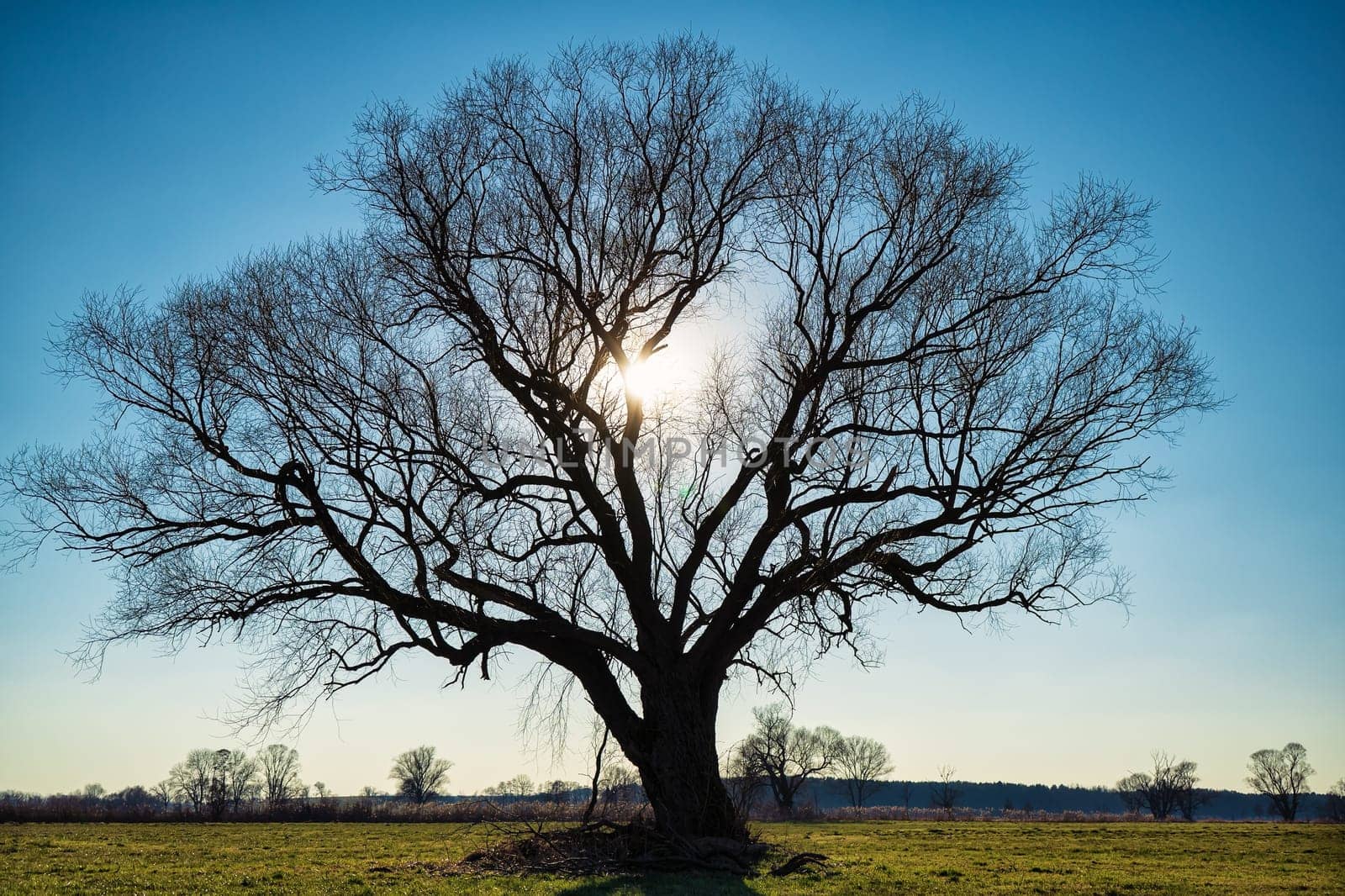 lonely tree on field in winter