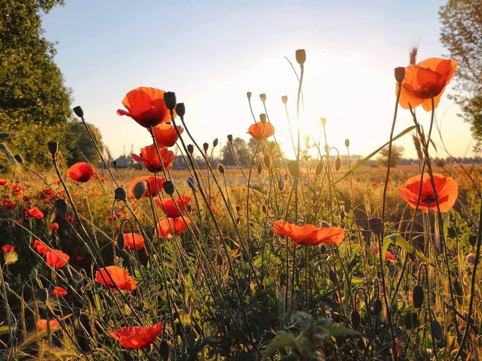 Poppies on a meadow in Brandenburg