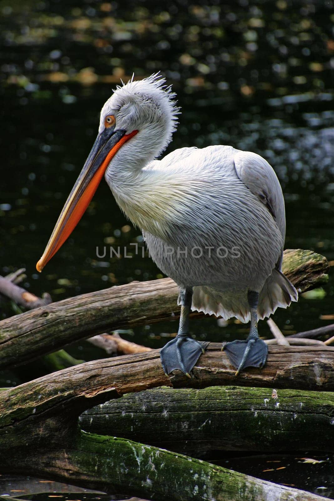 Curly pelican at the water