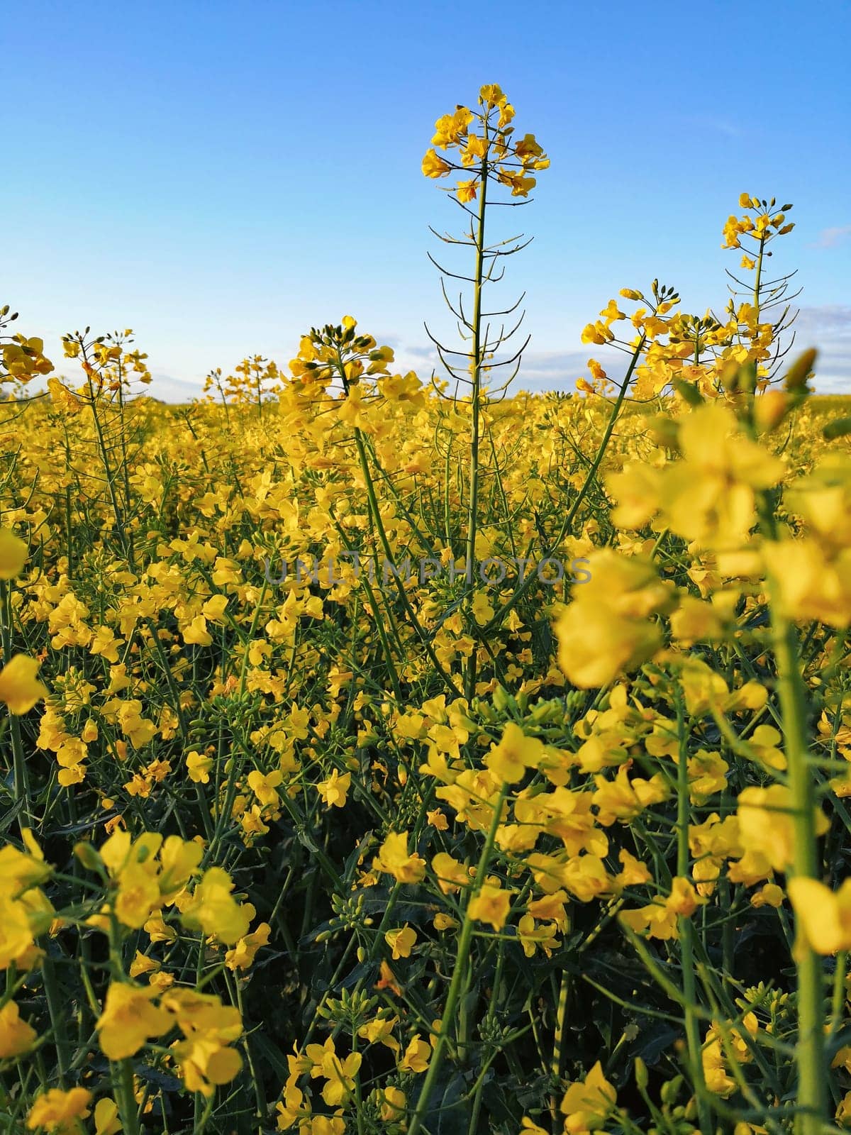 blooming rapeseed field in spring