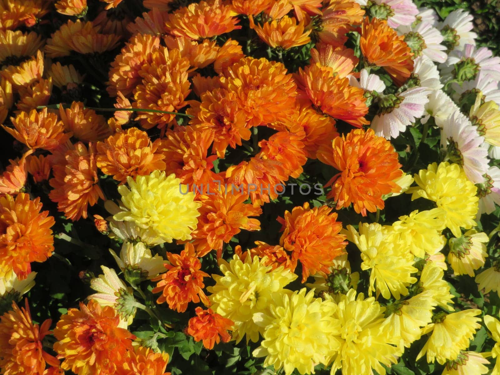 beautiful colorful flowers decorating the gardens brightening the view
