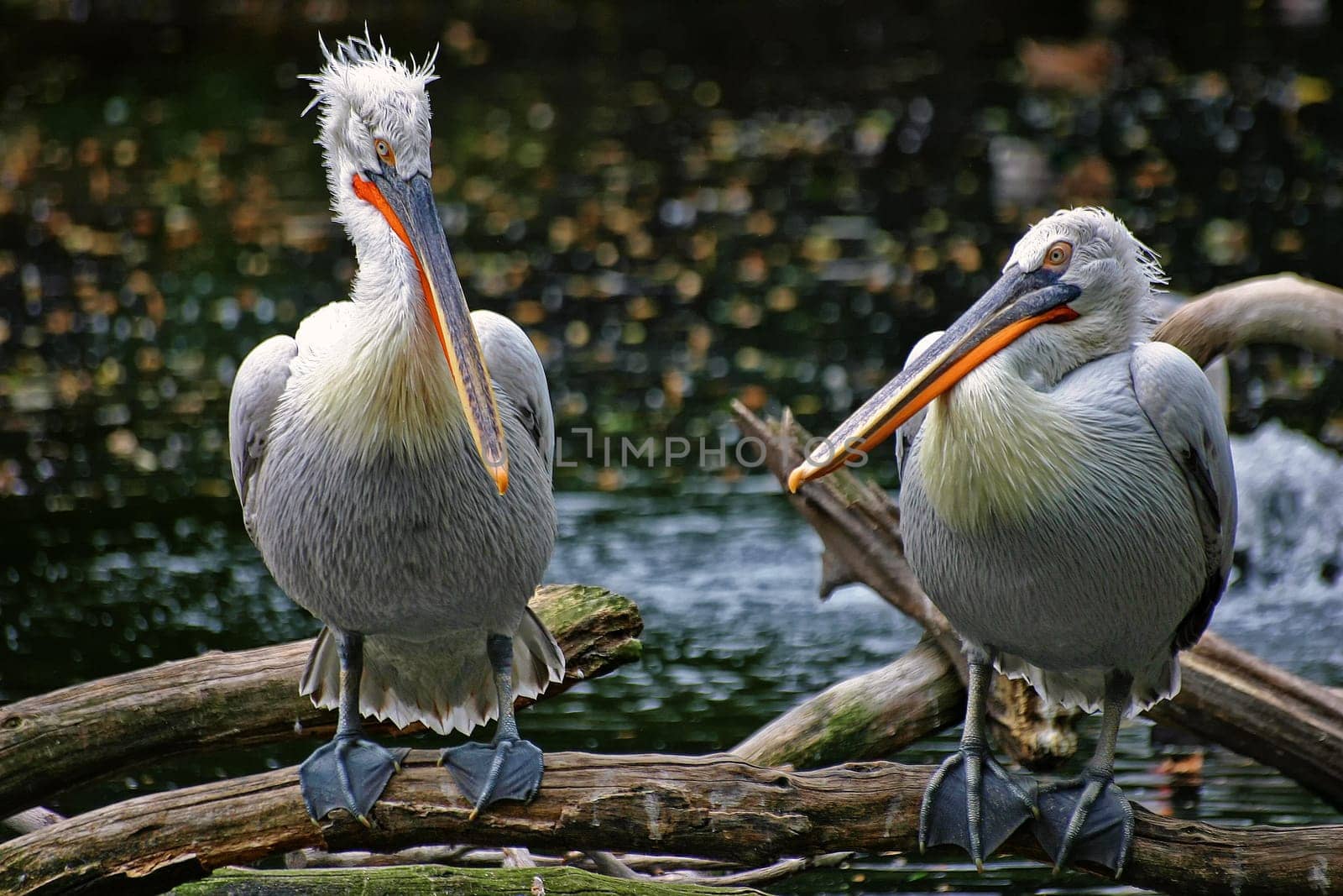 Curly pelican at the water