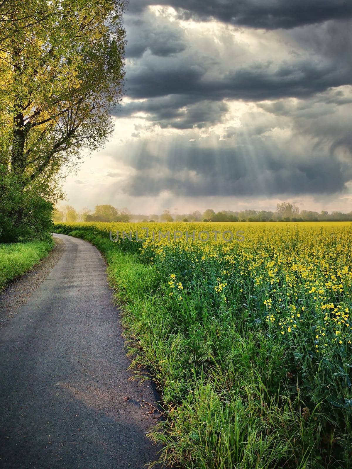 blooming rapeseed field in spring