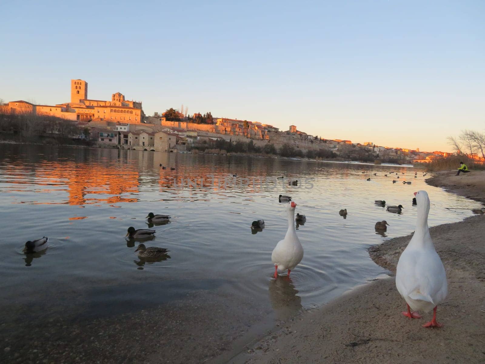 cathedral Zamora romanesque architecture river ducks city tourism visit