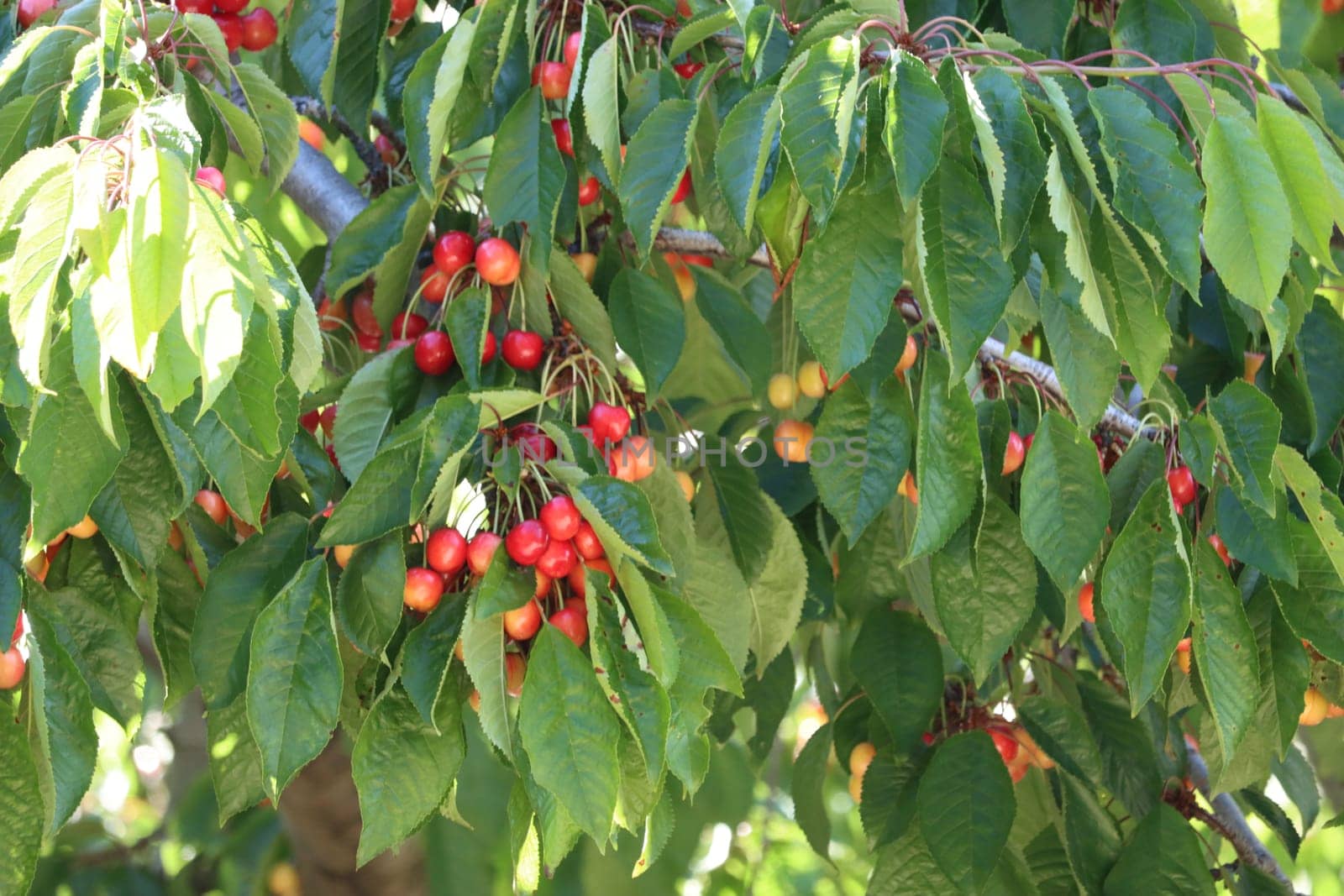 delicious red cherries fruit beautiful tasty nutritious natural food