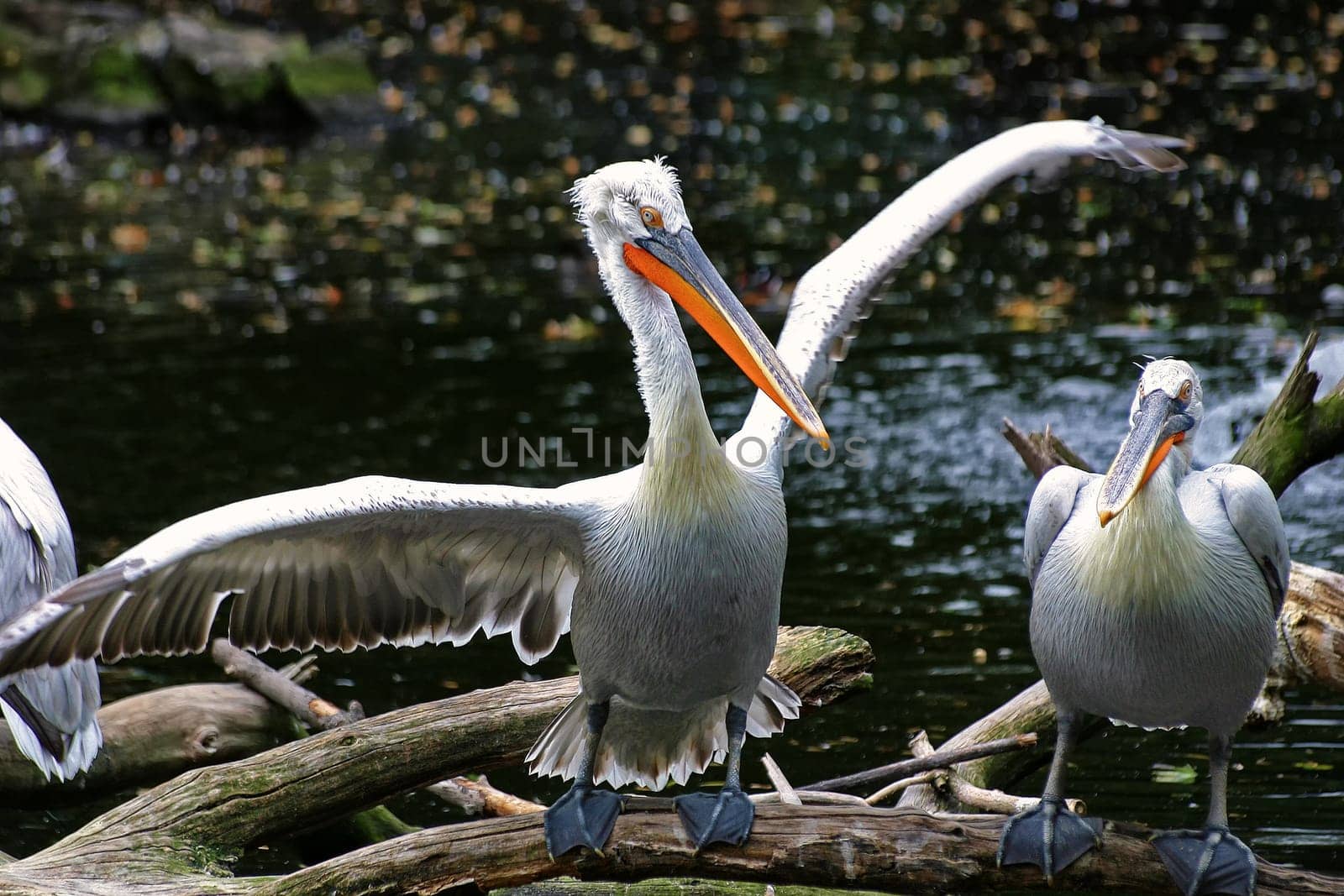 Curly pelican at the water