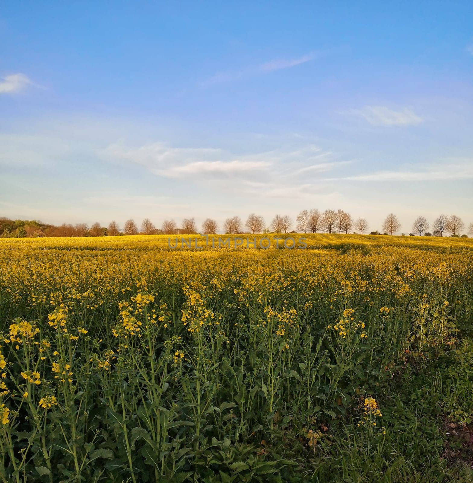 blooming rapeseed field in spring