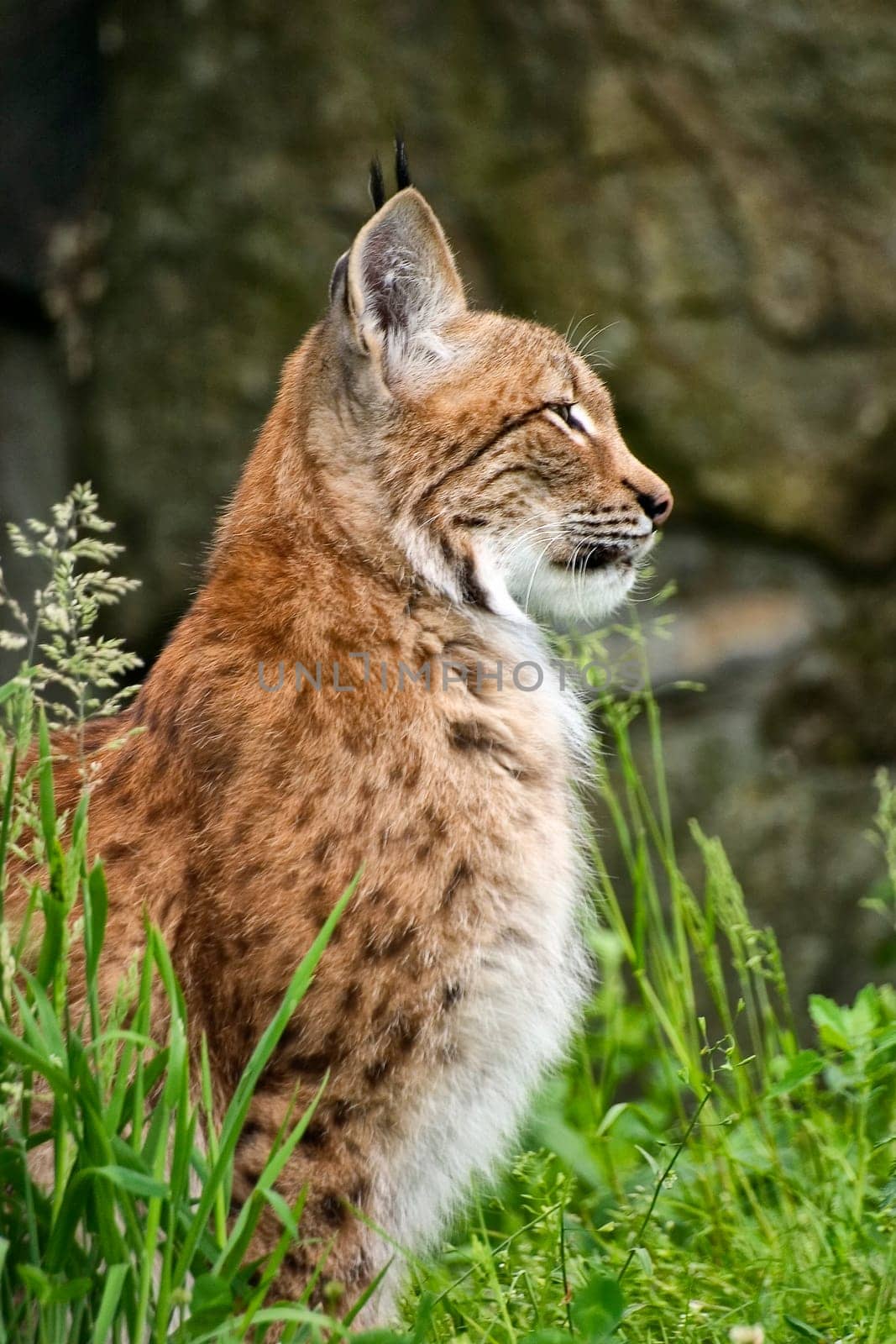 sitting European lynx