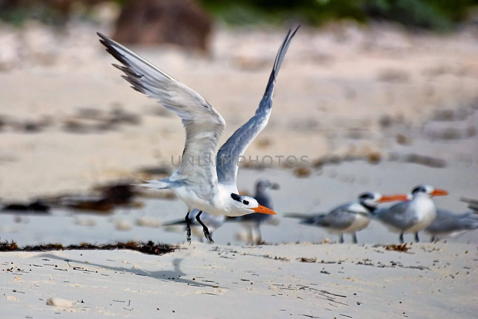 Seagulls on the beach, Cayo Largo/Cuba
